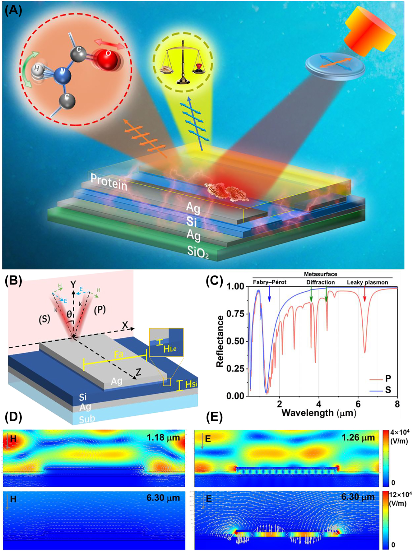 Figure 1:
The overview diagram of wavelength multiplexing infrared metasurfaces for protein recognition and trace detection. (A) The schematic of metasurface for protein sensing. (B) The schematic of a layered metal (Ag)–dielectric (Si)–metal (Ag) subwavelength-scale structure on a substrate (SiO2), (C) the reflectance of metasurfaces with the S and P polarization with 6° incidence. (D) The electric field distributions and the magnetic vector of S polarization with 6° incidence. (E) The electric field distributions and electric vector of P polarization with 6° incidence.
