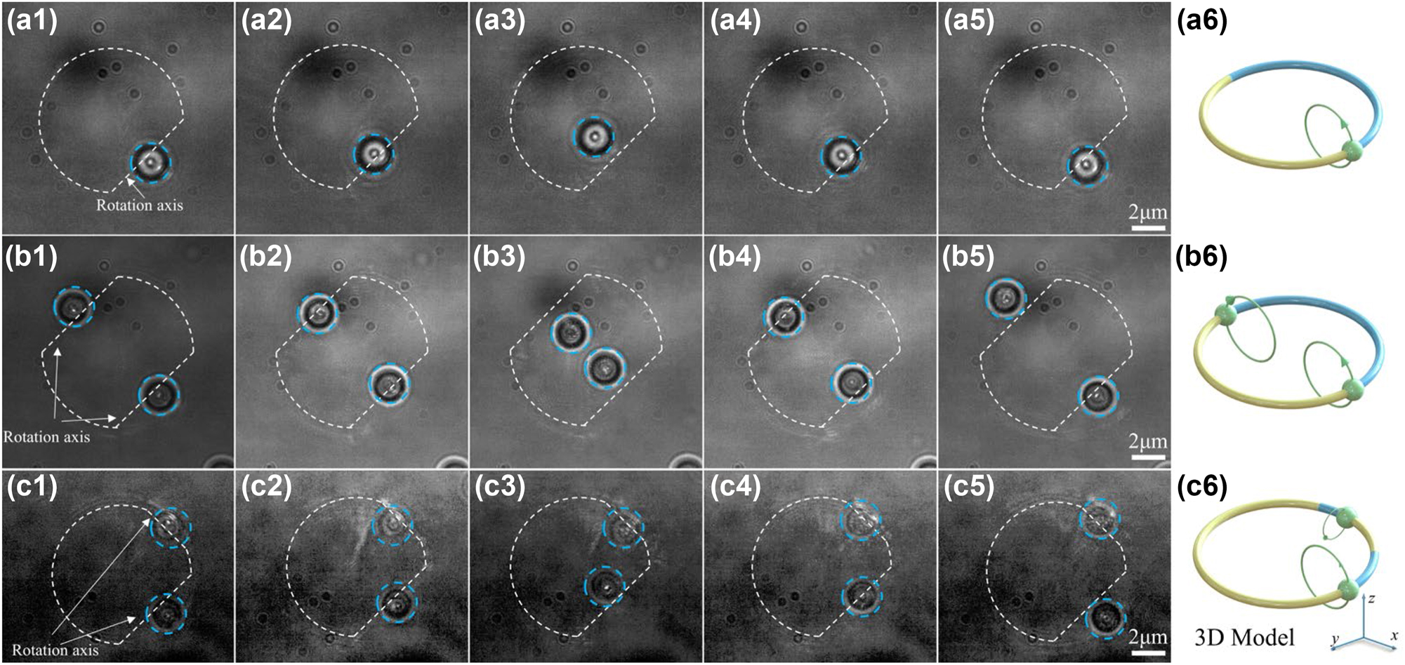 Figure 4:
Optical skipping ropes manipulating the particle to rotate parallel to the optical axis. (a1)–(a5) Single-particle rotation, (b1)–(b5) symmetric two-particle rotation, and (c1)–(c5) asymmetric two-particle rotation. The white dashed lines represent the outline of the beam and its axis of rotation. (a6), (b6), and (c6) are their corresponding 3D model, respectively.