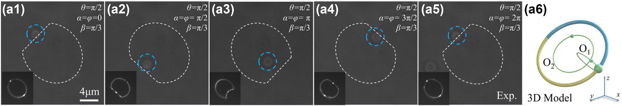 Figure 5:
Optical skipping ropes manipulating particles to move along an oblique coil trajectory. (a1)–(a5) experimental screenshot, the white dashed lines represent the outline of the beam and its axis of rotation. The lower left inset of each picture is the intensity distribution of the corresponding optical skipping rope. (a6) 3D Model of the optical skipping rope and schematic of orbit. O1 is the motion orbit of the particle, O2 is the motion orbit of the center of O1, and the arrow shows the direction.