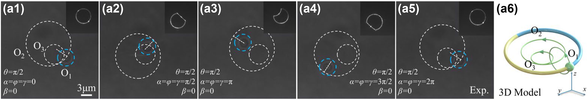 Figure 6:
Optical skipping ropes manipulate particles to move along a 3D cycloidal trajectory. (a1)–(a5) experimental screenshot, the white dotted line is orbit O1, the larger virtual circle is orbit O2, and the smaller dotted line is O3. The upper right inset of each picture is the intensity distribution of the corresponding optical skipping rope. (a6) 3D model of the optical skipping rope and schematic of orbit. O1 is the motion orbit of the particle, O2 is the motion orbit of the center of O1, O3 is the motion orbit of the center of O2, and the arrow shows the direction.