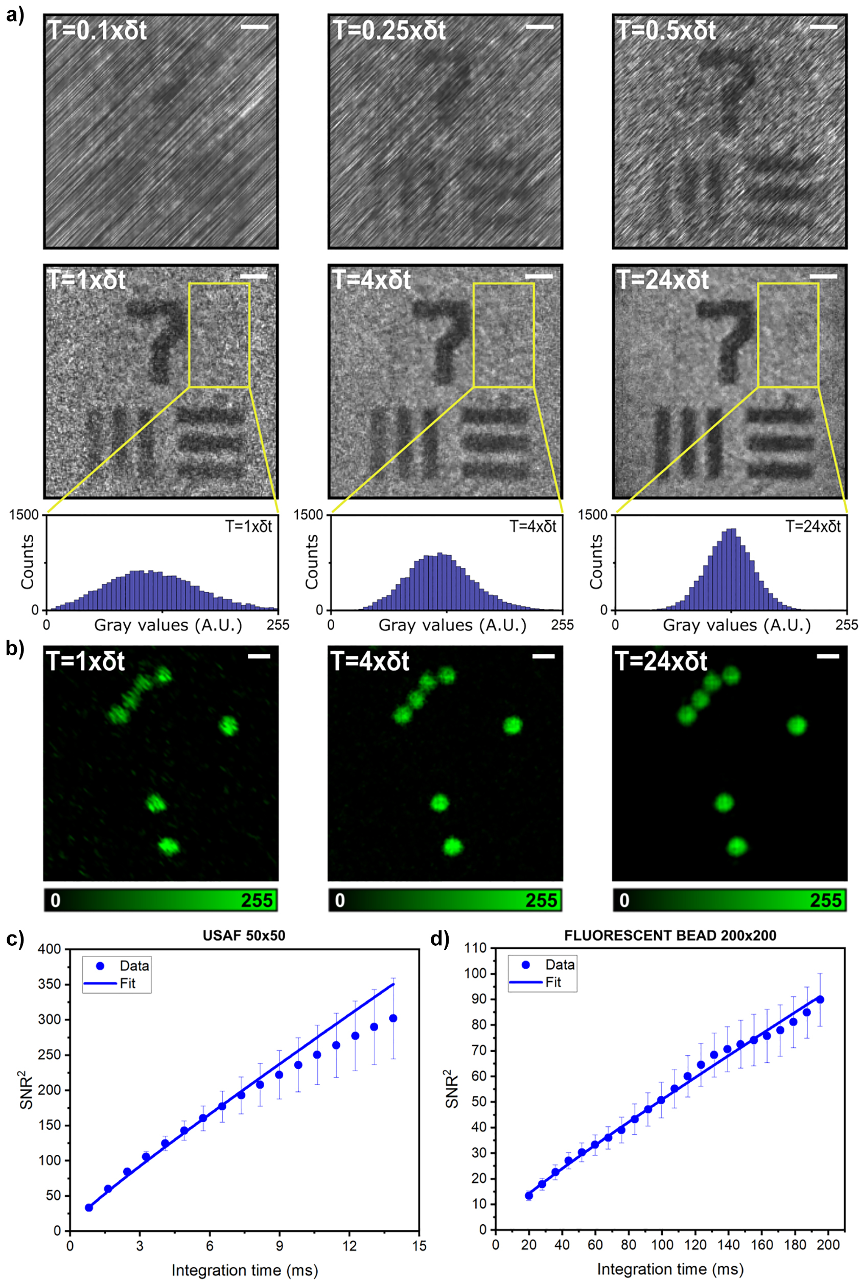 Figure 2:
Experimental characterization of the temporal performance of FREMIC. (a) 200 × 200 pixels images acquired at T = 0.1 × δt, T = 0.25 × δt, T = 0.5 × δt, first row, and T = 1 × δt, T = 4 × δt, T = 24 × δt, second row, corresponding to conditions below and above the minimum integration time, respectively. The reflective USAF target images are normalized and visualized with the same intensity scale. Scale bar 10 µm. In the insets, the gray value distributions for T = 1 × δt, T = 4 × δt and T = 24 × δt are from the yellow areas above. (b) 200 × 200 pixels images of 4 µm diameter fluorescent beads. Scale bar 5 µm. (c) Plot of the SNR square versus integration time (from T = 4 × δt up to T = 68 × δt) calculated for an image of 50 × 50 pixels of reflective USAF target. The data and the error bars are obtained from the mean values and the standard deviation of SNR from multiple measurements, respectively. (d) Plot of the SNR square versus integration time (from T = 5 × δt up to T = 49 × δt) calculated from a fluorescent bead image of 200 × 200 pixels. The data and the error bars are obtained from the mean values and the standard deviation of SNR from multiple measurements, respectively. The least-square value fitting corresponds to (a + b × t
1/2)2, where t is integration time.