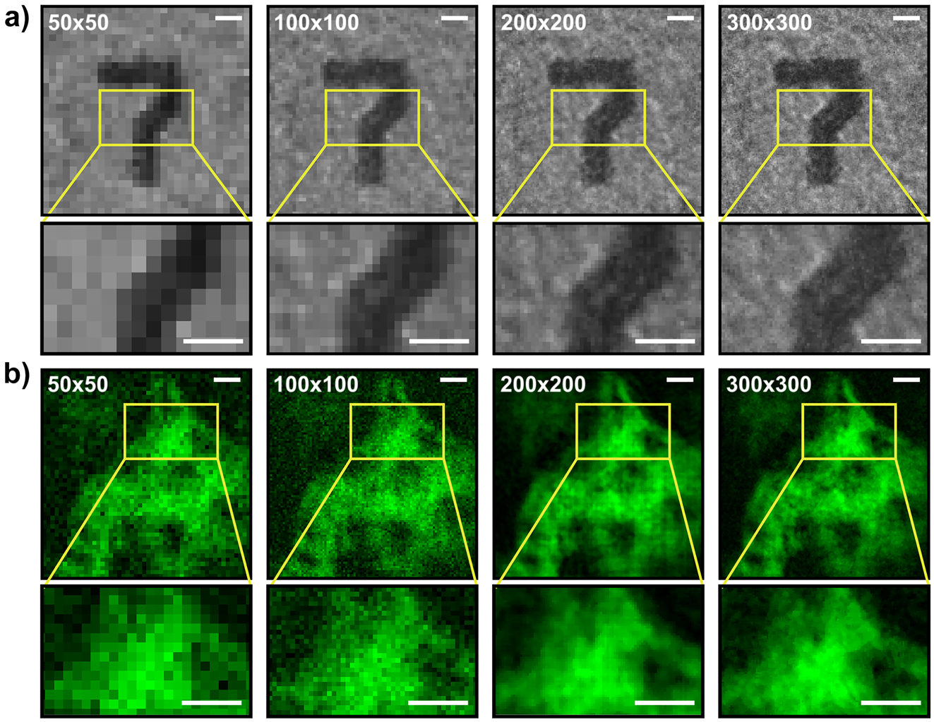 Figure 3:
Spatial resolution of FREMIC. (a, b) Images acquired with 50 × 50, 100 × 100, 200 × 200 and 300 × 300 pixels of a reflective USAF target and a fluorescent mouse kidney section labelled with Alexa Fluor 488, showed in (a) and (b), respectively. Integration time T = 12 × δt. Scale bar 10 µm. Insets show a zoom-in of the corresponding panels. Scale bar 5 µm. Images have been normalized to visualize the same average value.