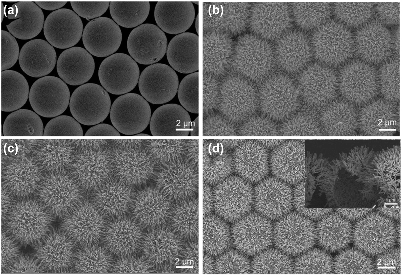 Figure 2: 
Top-view SEM images of (a) tiled PS spheres and (b) 3D urchin-like ZnO SS structure. (c) Top-view SEM images of 3D urchin-like ZnO HS structure. (d) 3D urchin-like ZnO/Ag HS structure, and the inset of (d) was cross-sectional SEM images of 3D urchin-like ZnO/Ag HS structure.
