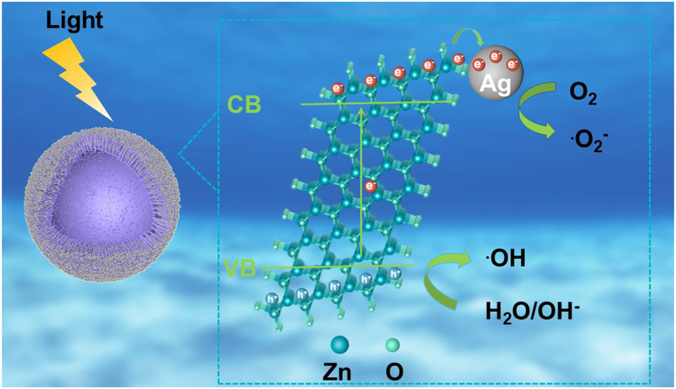 Figure 9: 
Schematic illustration of the degradation mechanisms of ZnO/Ag HS.
