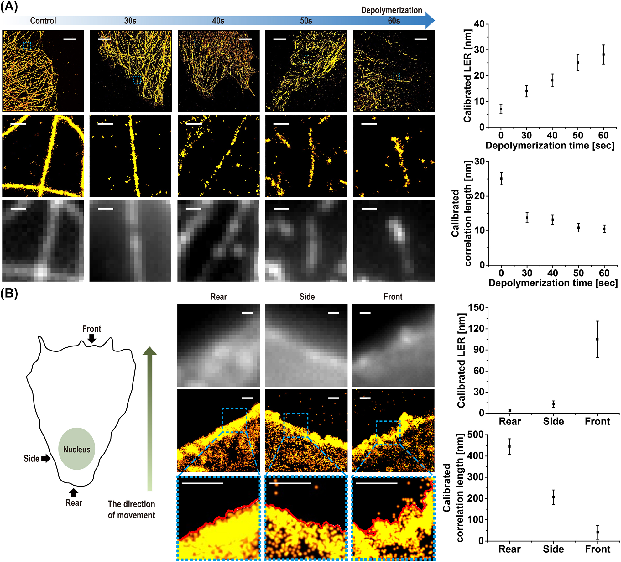 Figure 3:
Roughness measurement from STORM images of cellular structures. (A) (Top) Super-resolution STORM images of microtubules during depolymerization process. (Middle) Magnified images of the blue dashed boxes in each top image. (Bottom) Diffraction-limited fluorescence images of the same area (LER and correlation length measured and calibrated from microtubule filaments in STORM images during depolymerization process are shown on the right). (B) Super-resolution STORM images (middle) and their magnified images (bottom) of the blue dashed boxes of cellular membrane stained by Nile red dye. Diffraction-limited fluorescence images of the same area are shown on the top for a comparison. (LER and correlation length measured and calibrated from cell edge boundary for different locations (front, side, and rear) are shown on the right.) Scale bar: 5 μm in top images of (A) and 500 nm in middle and bottom images of (A) and (B) (n = 20, mean ± SD).