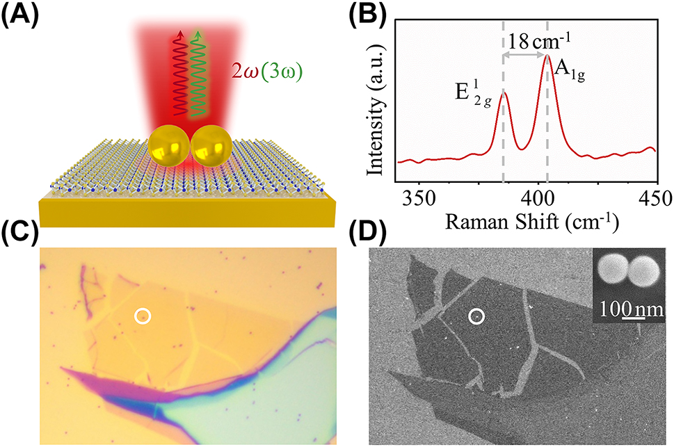 Figure 1: 
Hybrid structure of the monolayer MoS2 coupled Au nanosphere dimer-on-mirror nanocavity (DoMN). (A) Schematic of the monolayer MoS2-DoMN. (B) Raman spectrum of the monolayer MoS2 taken nearby the dimer. (C) Bright- and (D) SEM images of the MoS2-DoMN. The white circles indicate the location of MoS2-DoMN. The inset of (D) shows the Au nanosphere dimer, where the scale bar is 100 nm.

