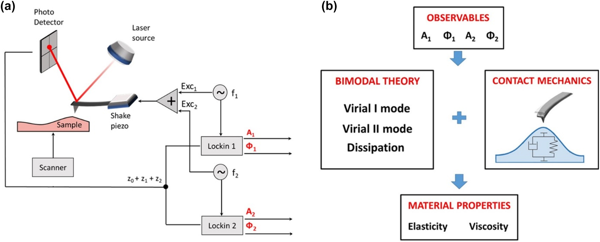 Figure 1: 
Bimodal AFM scheme and simplified theoretical framework. (a) Bimodal AM–AM set-up. The four main observables, (A
1, Φ1, A
2, Φ2) are highlighted in red. (b) Scheme of the transformation of the bimodal AFM observables into nanomechanical sample properties.
