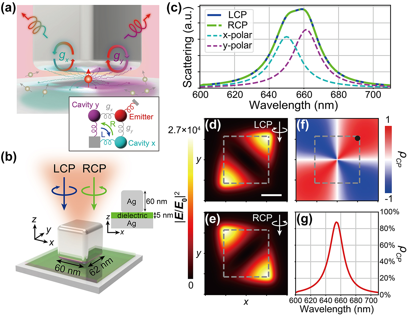 Figure 1: 
Extrinsic chirality of the bare NBoM cavity without quantum emitters. (a) Chiral photon generation from the NBoM-emitter hybrid system. The inset shows the schematic of the theoretical model. (b) 3D schematic of the NBoM cavity. The inset shows the 2D cross section in the xz plane. (c) Far-field scattering spectra under different incident light polarizations. (d)–(f) Field distribution 






E
/


E


0






2




${\left\vert \boldsymbol{E}/{\boldsymbol{E}}_{0}\right\vert }^{2}$



 under (d) LCP and (e) RCP excitations and (f) ρ

CP
 at the central plane of the dielectric spacer at the wavelength of 655 nm (between the resonant wavelengths of x and y plasmon modes). The scale bar in (d) is 20 nm. (g) ρ

CP
 at the black spot in (f) where the structure has optimal 






E
/


E


0






2




${\left\vert \boldsymbol{E}/{\boldsymbol{E}}_{0}\right\vert }^{2}$



 and ρ

CP
 simultaneously.
