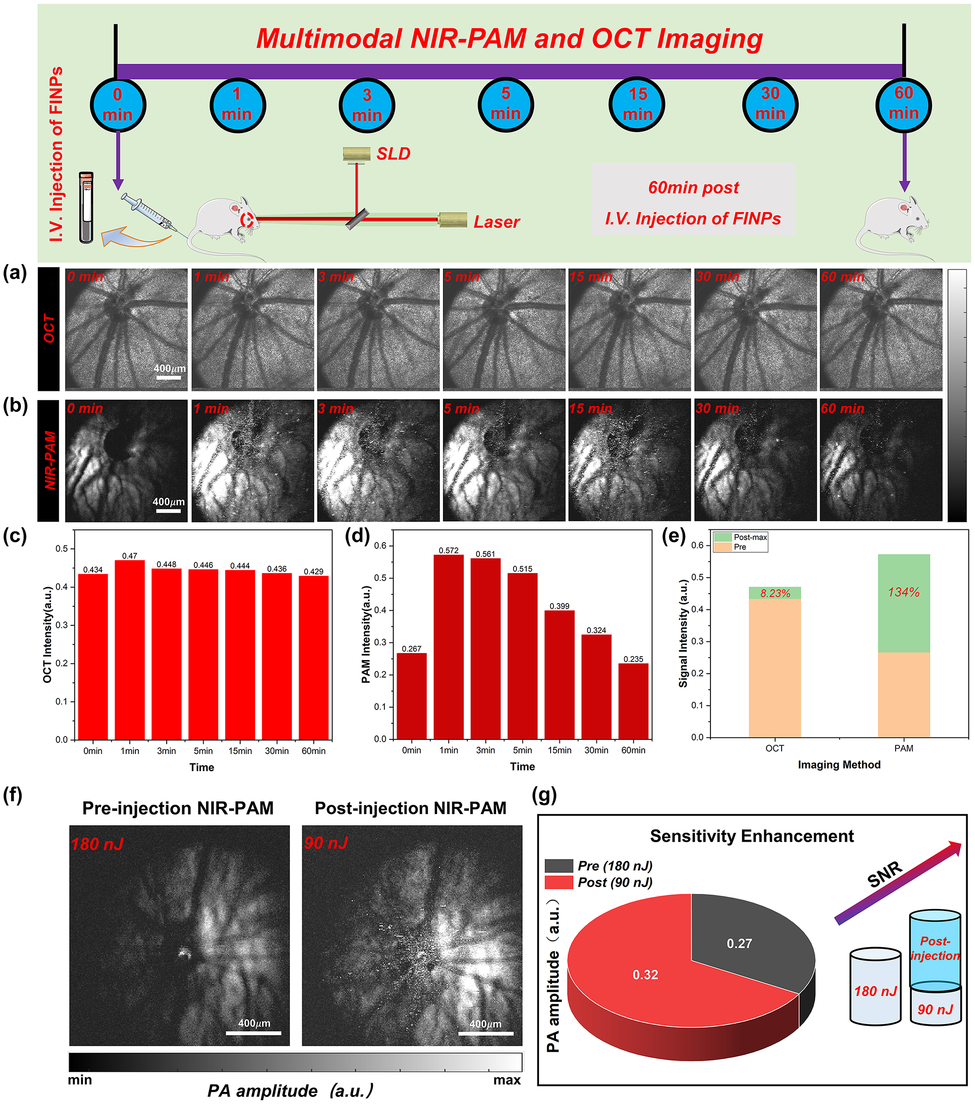 Figure 4: 
Normal rat fundus was time-serially monitored and quantified analysis of signals. (a) Normal rat fundus was time-serially monitored with OCT. (b) Normal rat fundus was time-serially monitored with NIR-PAM. (c) OCT signal intensity was detected at 1–60 min. (d) NIR-PAM signal intensity was detected at 1–60 min. (e) Signal change between signal before and after injection FINPs. (f) NIR-PAM en face images were acquired with energy of 180 nJ before injecting FINPs and with energy of 90 nJ after injecting FINPs. (g) SNR comparison of NIR-PAM images of different energy.
