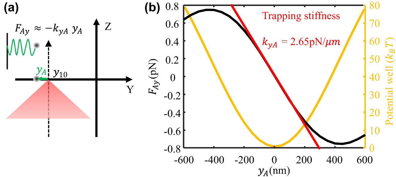 Figure 6:
Optical trapping model and force. (a) Optical trapping model of single focal point; (b) trapping force and potential well.