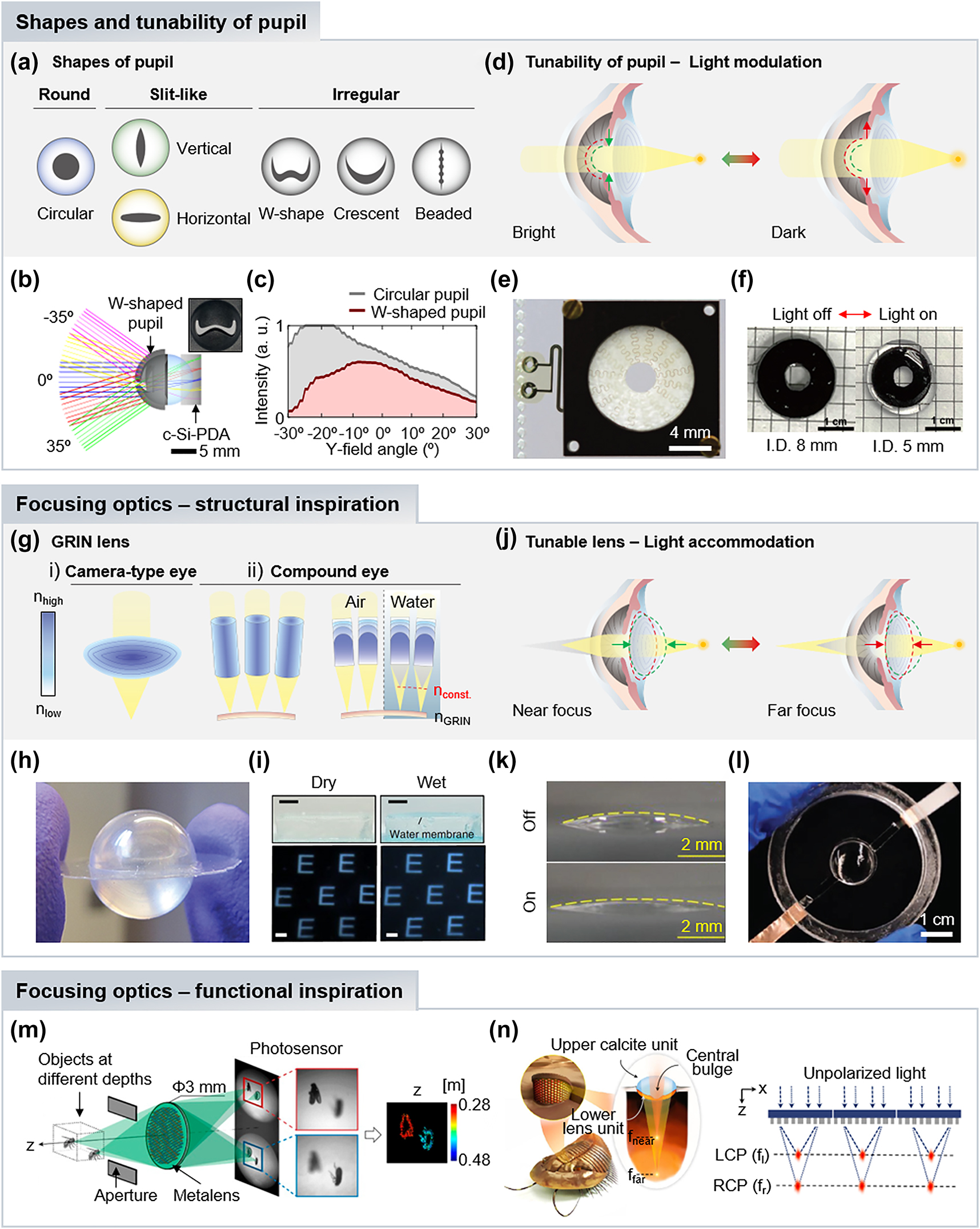 Figure 3: 
Bioinspired optical components. (a) Diverse pupil shapes in biological eyes. (b) Optical layout of cuttlefish-inspired lens with W-shaped pupil. The inset is fabricated W-shaped aperture. (c) Light balancing performance of circular and W-shaped pupil imaging systems. Reproduced with permission [5]. Copyright 2023, American Association for the Advancement of Science. (d) Light modulations by adjusting the pupil size. (e) The liquid crystal elastomer-based tunable iris with embedded heaters. Reproduced with permission [54]. Copyright 2016, Springer Nature. (f) Tunable iris based on NIR-sensitive hydrogels. Reproduced with permission [55]. Copyright 2022, American Chemical Society. (g) Schematic illustrations of GRIN lenses in camera-type and compound eyes. (h) Image of a GRIN ball lens consisting of two hemispherical GRIN lenses. Reproduced with permission [56]. Copyright 2013, SPIE. (i) Focusing performance of graded microlenses under dry and wet conditions. Reproduced with permission [58]. Copyright 2022, Springer Nature. (j) Light accommodations by modulating lens shape. (k) Different shapes of the inkjet printed gel lens in ‘On’ and ‘Off’ states at rest and with applied voltage. Reproduced with permission [62]. Copyright 2020, Wiley-VCH GmbH. (l) Image of a PEE-based tunable lens. Reproduced with permission [63]. Copyright 2022, Wiley-VCH GmbH. (m) Depth estimation of two objects at different distances through the metalens depth sensor inspired by the jumping spider. Two images that focus on different objects provide the computed depth map on the right. Reproduced with permission [70]. Copyright 2019, National Academy of Sciences. (n) (right) Schematic illustration of a trilobite and its ocular structure. (left) Schematic illustration of the photonic spin-multiplexed metalens array that has two focal planes of LCP and RCP light. Reproduced with permission [71]. Copyright 2022, Springer Nature.
