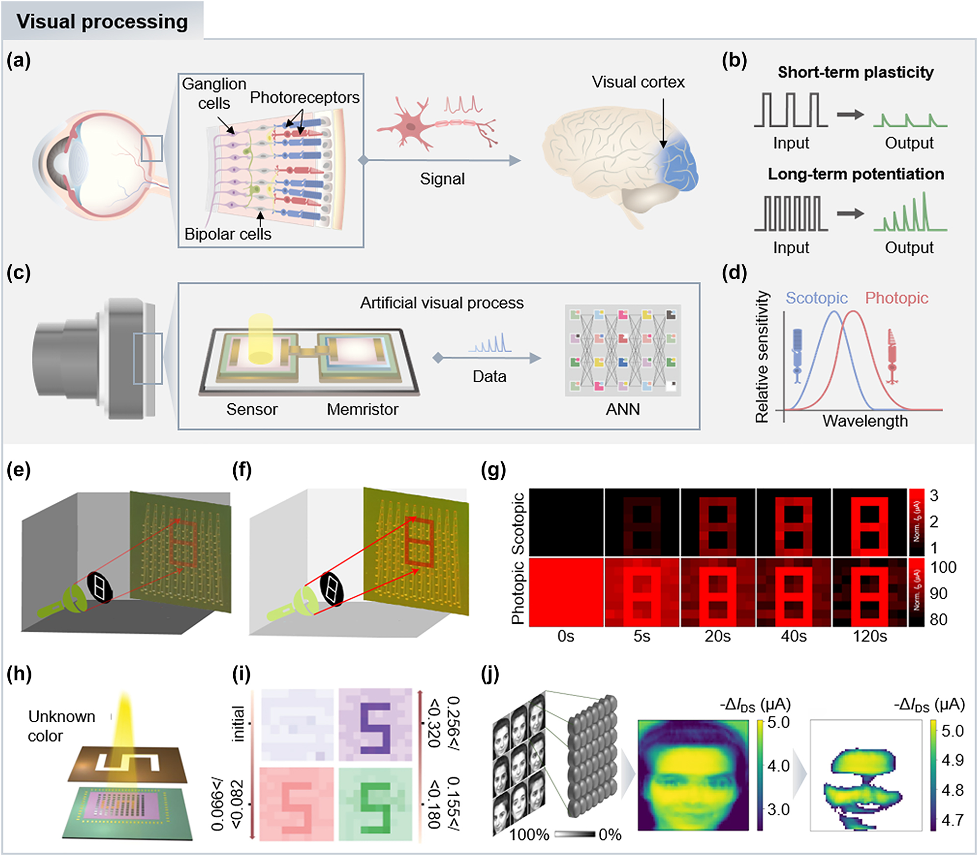 Figure 5: 
Bioinspired retinomorphic devices. (a) Visual process in human eyes. (b) Visual process in retinomorphic devices. (c) Schematics of input and output signals in short-term plasticity and long-term potentiation. (d) Relative sensitivity of cone and rod cells. The rod (cone) cells show a blue (red) shift in sensitivity, conducting scotopic (photopic) vision. Experimental illumination setups for confirming light adaptation of the MoS2 phototransistor under (e) dim and (f) bright background light conditions. (g) Scotopic and photopic adaptation results of the device, which exhibit increased image contrast over time. Reproduced with permission [115]. Copyright 2022, Springer Nature. (h) Schematic illustration of experimental setup for color discrimination test using light patterns with unknown colors. (i) Image results with color discrimination based on the different excitatory postsynaptic current ranges. Reproduced with permission [116]. Copyright 2022, Wiley-VCH GmbH. (j) Simulation process of the 64 by 64 array synaptic device for facial recognition. The trained recognition model consisting of a subset of synapses is constructed by training nine different facial images of a woman. Reproduced with permission [117]. Copyright 2023, Springer Nature.
