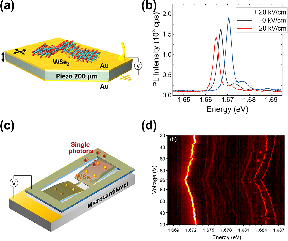 Figure 4: 
Dynamic wavelength tuning of WSe2 SPEs through electrically induced strain. (a) Schematic of applying electrically induced tunable strain to the WSe2 SPEs using piezoelectric substrate. (b) The spectra of one WSe2 SPE under the strain induced by different voltage biases applied to the piezoelectric substrate from −20 kV/cm to 20 kV/cm. (c) Schematic of the electrically induced strain tuning using Si microcantilever actuated by the electrostatic force. (d) The spectrum map of the WSe2 SPEs under strain induced by different voltage biases applied to the microcantilever. Panels (a) and (b): adapted with permission from ref. [114]. Copyright 2019, American Chemical Society. Panels (c) and (d): Adapted with permission from ref. [56]. Copyright 2019, American Chemical Society.
