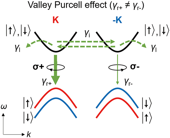 Figure 3: 
The valley-selective Purcell effect in 2D Dirac materials. Band structure of 2D Dirac materials with strong SOC near K and −K points. Emission via a single valley can be selectively enhanced by the valley Purcell effect. We introduce the term, the valley Purcell effect, to denote the cavity-driven valley-selective modification of the radiative decay rates γ

r± where γ

r+ ≠ γ

r−.
