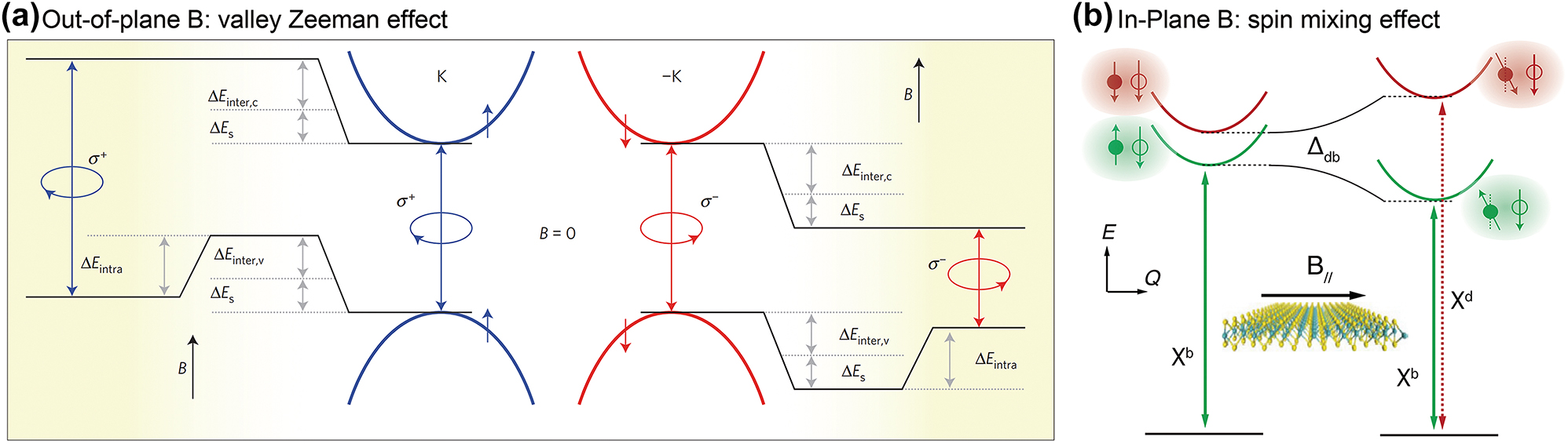 Figure 6: 
Effect of the magnetic field on 2D Dirac materials. (a) The valley Zeeman effect for the out-of-plane magnetic field [58]. (b) The spin mixing effect for the in-plane magnetic field [60]. Reprinted with permission from Ref. [58], copyright 2015, Macmillan Publishers Limited.; Ref. [60], copyright 2019, IOP Publishing Ltd.
