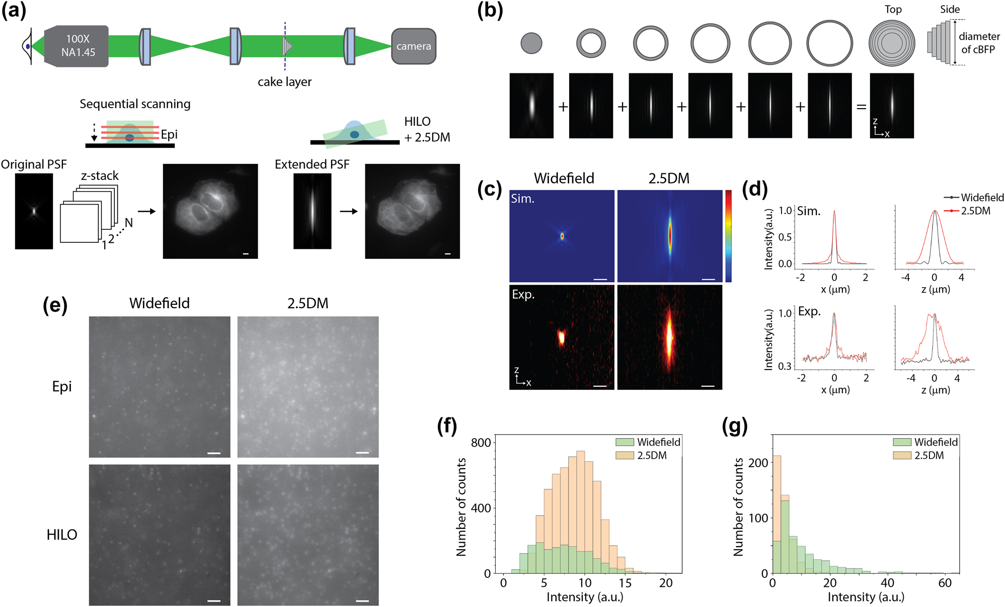 Figure 1: 
HILO illumination 2.5D imaging with a layer cake. (a) Comparison of epi-illumination widefield imaging and HILO illumination 2.5D extended depth of field microscopy. Projected images generated with multiple z-slices by widefield (left) and with 2.5DM (right). (b) Working principle of the layer cake. (c) Point spread functions at the x–z plane of widefield (left) and 2.5D detection (right) for simulated (top) and experimental (bottom) results with 100-nm red fluorescent beads. (d) Line profiles of (c) along the x-axis (left) and z-axis (right). (e) Fluorescence images of 100-nm red beads embedded in a 3D hydrogel captured with epi (top) and HILO illumination (bottom) using widefield (left) and 2.5DM (right). (f) Number of counted beads in the 3D hydrogel with 2.5DM or widefield from a single z-slice. (g) Comparison of the peak intensities for widefield and 2.5DM. Scale bars, 5 µm (a), 1 µm (c), and 2 µm (e).
