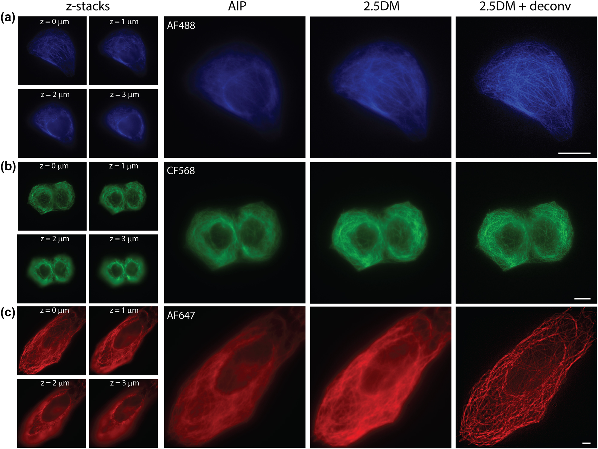 Figure 2: 
Multicolor 2.5D imaging with a layer cake. Immunofluorescence images of microtubules labeled with AF488 (a), CF568 (b), and AF647 (c) in U2OS cells captured at different depths, their average intensity projection (left), 2.5D images and their deconvoluted images (right). Scale bars, 10 µm.
