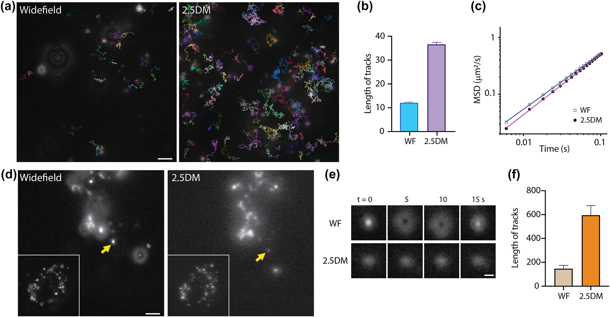 Figure 4: 
Extended observation in single-particle tracking by 2.5DM of beads with widefield microscopy and 2.5DM. (a) Representative images and trajectories of freely diffusing 100 nm beads in a 60 % TDE solution measured by widefield (left) or 2.5DM (right). Tracking lengths (b) and MSD curves (c) of beads measured with widefield or 2.5DM. (d) Fluorescence images of neutravidin coated 40-nm fluorescent beads in live U2OS cells. Inset: Whole cell images. (e) Time-lapse images of single-particles marked by arrows in (d). (f) The average tracking lengths for different particles (n = 10). Scale bars, 2 µm (a,d) and 0.5 µm (e).
