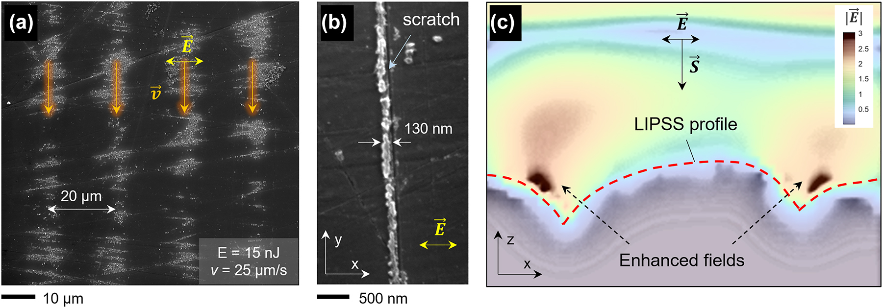 Figure 6: 
Nanopattern formation seeded by pre-existing surface morphology. (a) SEM image of the processed silicon sample at the fluence threshold for LIPSS formation (pulse energy of 15 nJ and processing speed of 25 μm/s). 





E

⃗




$\vec{E}$



 indicates the laser polarization and 





v

⃗




$\vec{v}$



 the sample displacement direction. (b) Evidence of LIPSS seeding: a single 130 nm wide nanogroove is produced (corresponding to λ/2) in the vicinity of a nano-scratch. x and y are the coordinates contained in the silicon surface plane. (c) FDTD simulations result of the absolute value of the electric field 


|



E

⃗


|


$\vert \vec{E}\vert $



 in the vicinity of the produced nanogrooves under 257 nm light illumination. z coordinate is perpendicular to the silicon surface and parallel to the Poynting vector 





S

⃗




$\vec{S}$



. The input profile for the simulation is taken from the AFM measurements.
