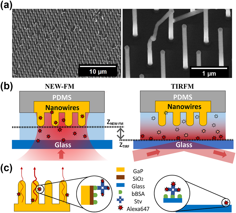 Figure 1:
Experimental setup. (a) SEM images of GaP nanowires at different magnifications. The distance between nanowires is around 1 µm, which ensures lateral optical resolution. Around 85 % of the nanowires are vertically aligned and equally spaced, but the remaining 15 % are kinked or missing, thus do not contribute to signal enhancement. (b) Illustrations of the two imaging modes used to analyze molecular binding in a microfluidic channel. NEW-FM refers to nanowire-enhanced widefield fluorescence microscopy, where the focal plane of the objective is aligned with the tips of nanowires. For TIRFM, the focal plane is aligned with the glass surface, and an evanescent field is created at the glass–water interface. Two images (one with NEW-FM on a nanowire surface and one with TIRFM on glass) were acquired every 45 s in the same microfluidic channel. (c) Schematic of the surface functionalization: biotin-conjugated bovine serum albumin (bBSA) is adsorbed to the SiO2 coating on nanowires and on microscope coverglass, covering both the nanowires and the substrate. The analyte, which is a streptavidin labeled with the dye AlexaFluor647 (StvA647), is bound to bBSA with high affinity.