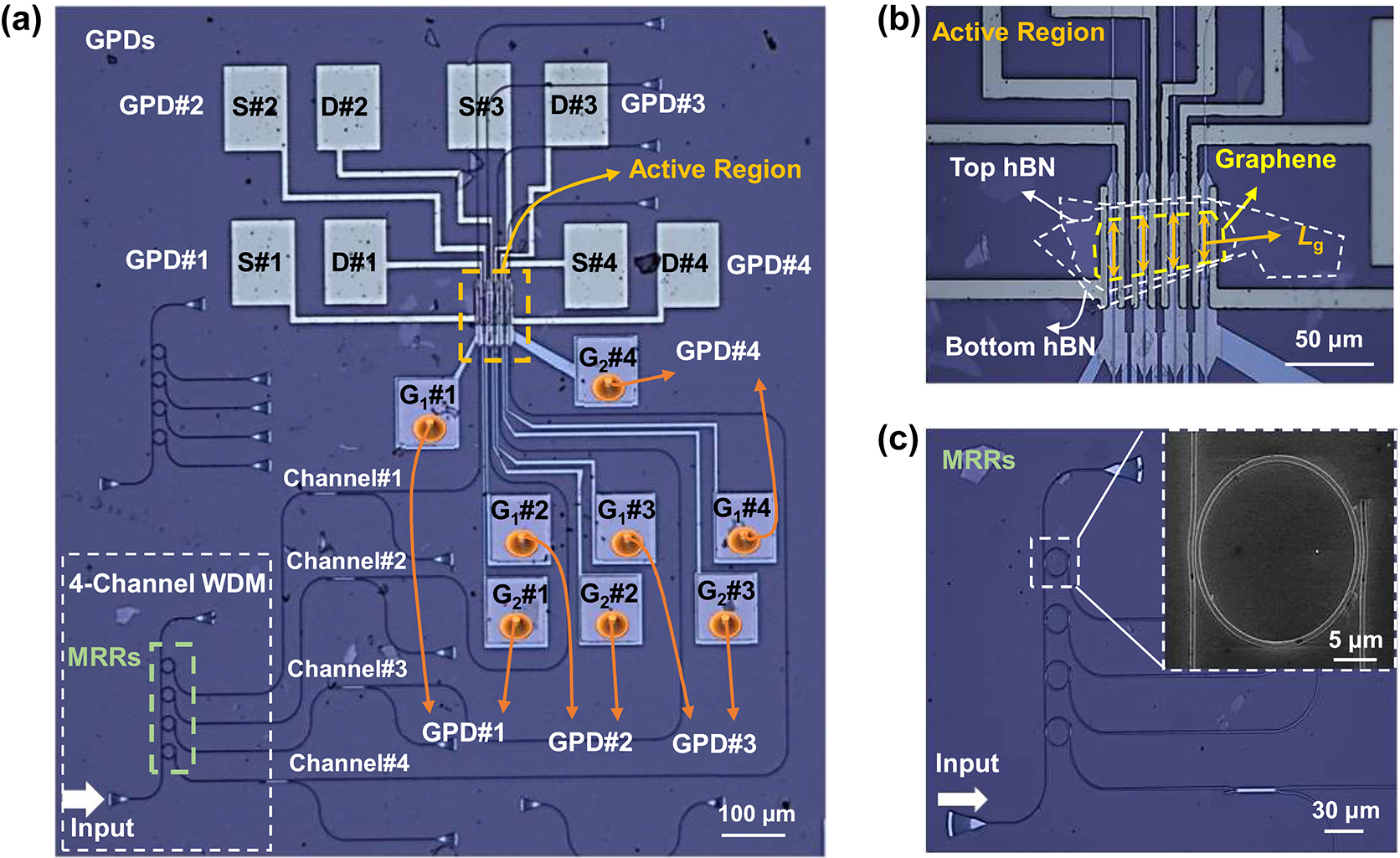 Figure 3: 
The fabricated 4-channel WDM optical receiver based on PTE GPDs. (a) Microscope picture of the photonic integrated circuit. S#n, D#n are respectively the source, drain electrodes of GPD #n (n = 1, 2, 3, 4). Gates are contacted through metal contacts (G1#1–#4 and G2#1–#4). Scale bar, 100 μm. (b) Microscope picture of the GPDs with L
c = 4.5 μm and L
g = ∼30, ∼30, ∼28, ∼27 μm (GPDs #1–#4). Scale bar, 50 μm. (c) Microscope picture of the MRR array. Scale bar, 30 μm. Insert figure, SEM picture of an add-drop MRR. Scale bar, 5 μm.
