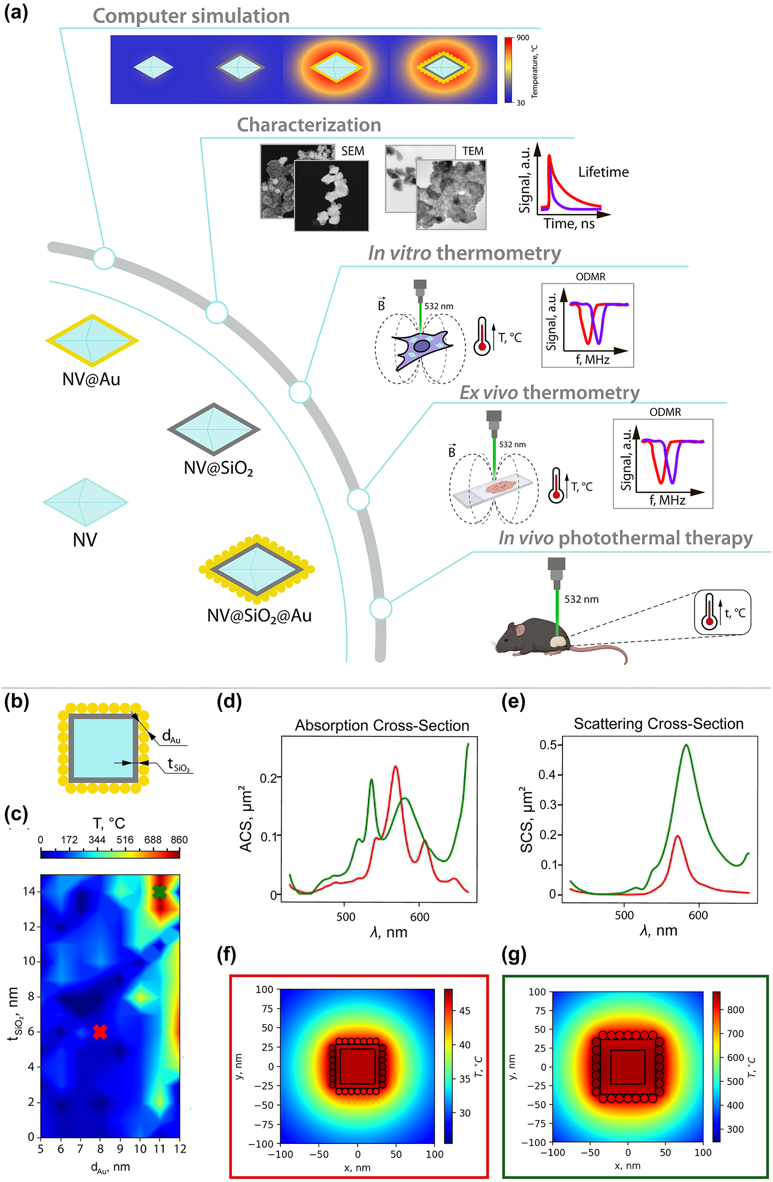 Figure 1: 
Road map and numerical simulation. (a) Road map of the study: (i) illustration of the obtained samples, (ii) numerical simulation of optical heating of plasmonic nanodiamonds, (iii) structural and optical characterization of the obtained samples, (iv) thermometry inside cells in vitro, (v) thermometry inside tissues ex vivo, (vi) photothermal therapy using plasmonic nanodiamonds in vivo. (b) Schematic illustration of the investigated nanostructure. (c) Heating map depending on the Au NPs’ diameter and thickness of SiO2 layer. Red cross corresponds to a non-resonant case with minimal heating and green cross to the resonant case. (d) Absorption cross-section for the resonant (green line) and non-resonant cases (red line). (e) Scattering cross-section for the resonant (green line) and non-resonant cases (red line). (f) Heat distribution for non-resonant nanostructure. (g) Heat distribution for resonant nanostructure.

