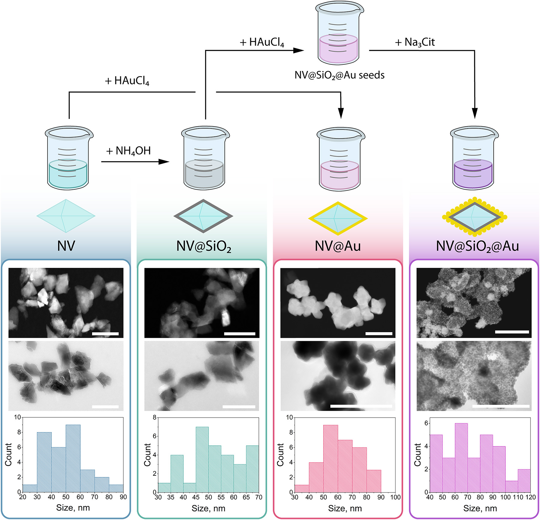 Figure 2: 
Synthesis and characterization of nanodiamond-based samples. Top: schematic illustration of synthesis of nanodiamond-based samples, from left to right: NV, NV@SiO

2
, NV@Au, and NV@SiO

2

@Au. Bottom: representative transmission electron microscopy (TEM) images of nanodiamond-based samples with the corresponding size distributions derived from TEM obtained for (from left to right) NV, NV@SiO

2
, NV@Au, and NV@SiO

2

@Au. Scale bar corresponds to 100 nm.

