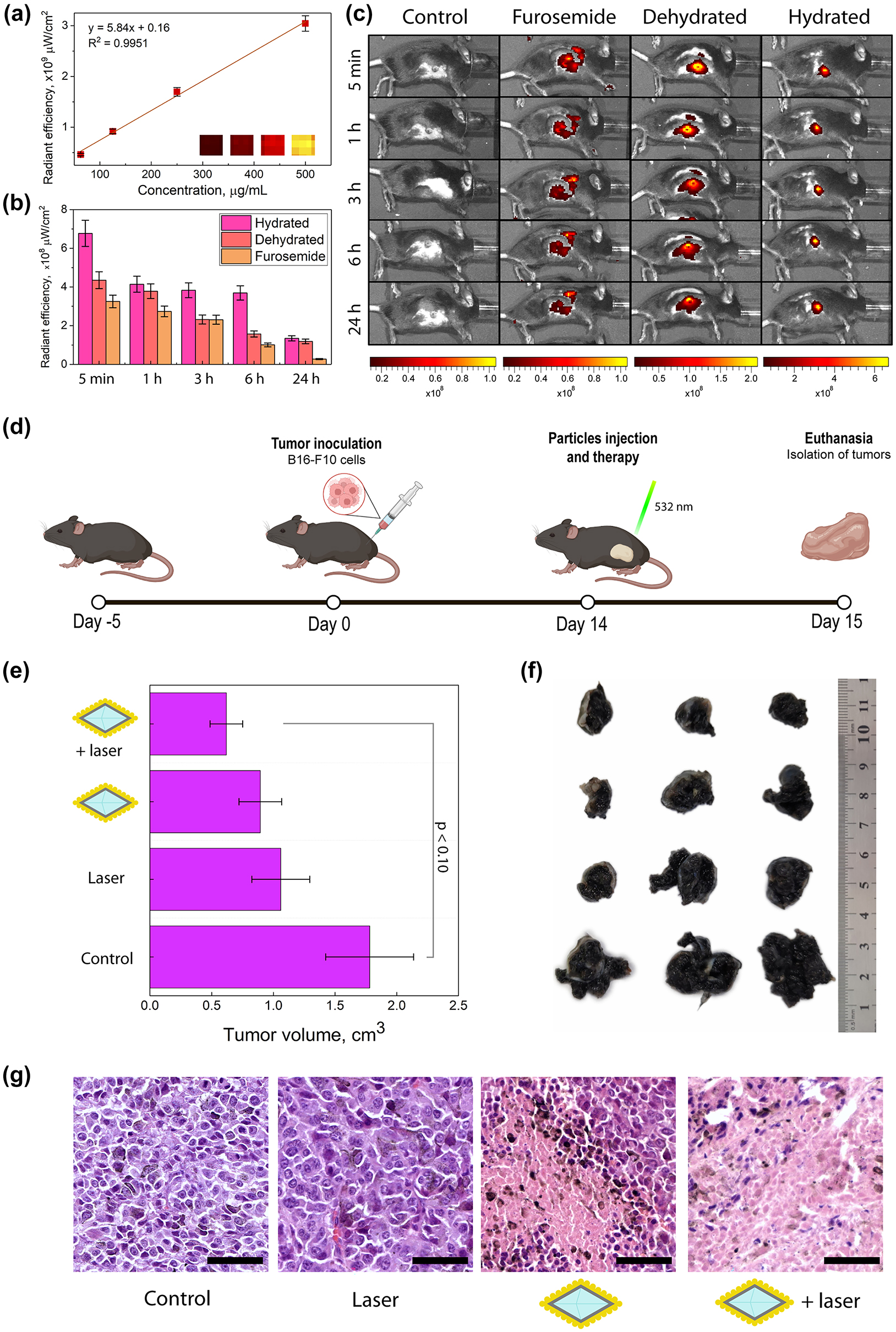 Figure 5: 

In vivo studies. (a) Fluorescence signal of Cy5-labeled NV@SiO

2
 phantoms at different concentrations. (b) Fluorescence signals obtained from regions of interest derived from in vivo images of hydrated mice, dehydrated ones, and those treated with furosemide with injected NV@SiO

2
. (c) In vivo fluorescence images of mice that were hydrated, dehydrated, treated with furosemide, or unaffected (control group), 5 min, 1 h, 3 h, 6 h, and 24 h after intratumoral injection of NV@SiO

2
. (d) Scheme of therapy and tumor growth estimation. (e) Measured tumor volumes after PTT (significant difference threshold was defined as p ≤ 0.10 which presents a statistical tendency of an observed therapeutic effect). (f) Digital photos of tumors extracted after the therapy. (g) H&E-stained histological images of tumors after treatment with NV@SiO

2

@Au with laser, or NV@SiO

2

@Au, or control with laser, or control with 0.9 % NaCl. Scale bars correspond to 50 µm. All the error bars show the standard deviation determined from three independent assays.
