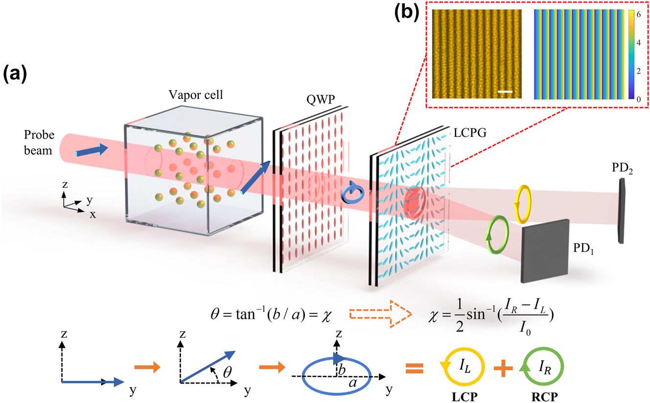 Figure 1:
The principle of differential detection method based on LCPG. (a) Schematic illustrating the LCPG-based differential detection principle. The equations represent the conversion of the optical rotation angle θ to the ellipticity angle χ, which corresponds to the polarization state evolution process. The θ can be determined by detecting the intensity of RCP and LCP. QWP: quarter-wave plate; LCPG: liquid crystal polarization grating; PD: photodetector; LCP: left circularly polarized; RCP: right circularly polarized. (b) Optical micrographs of LCPG measured at 100× magnification polarizers, scale bar: 20 μm, and the phase distribution of LCPG, size 110 × 110 μm^2.