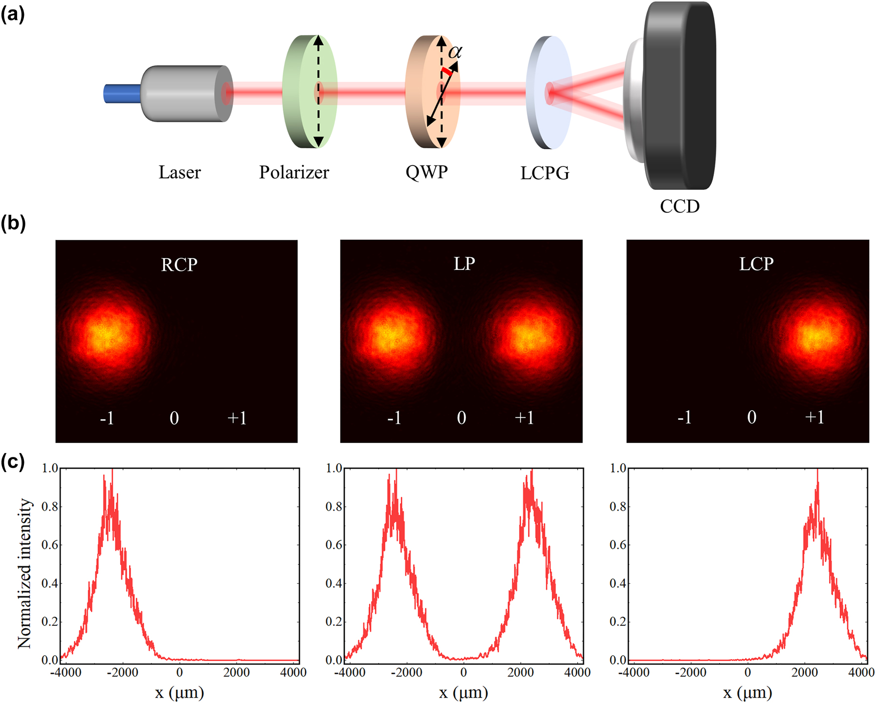 Figure 2:
The performance testing of the LCPG. (a) Experimental setup for testing the diffraction and polarization behavior of LCPG. Laser wavelength: 795 nm; QWP: quarter-wave plate; LCPG: liquid crystal polarization grating; CCD: charge-coupled device. (b) Diffraction patterns through the LCPG at RCP, LP, and LCP incidences from left to right. (c) The intensity distribution of the diffracted light at RCP, LP, and LCP incidences from left to right.