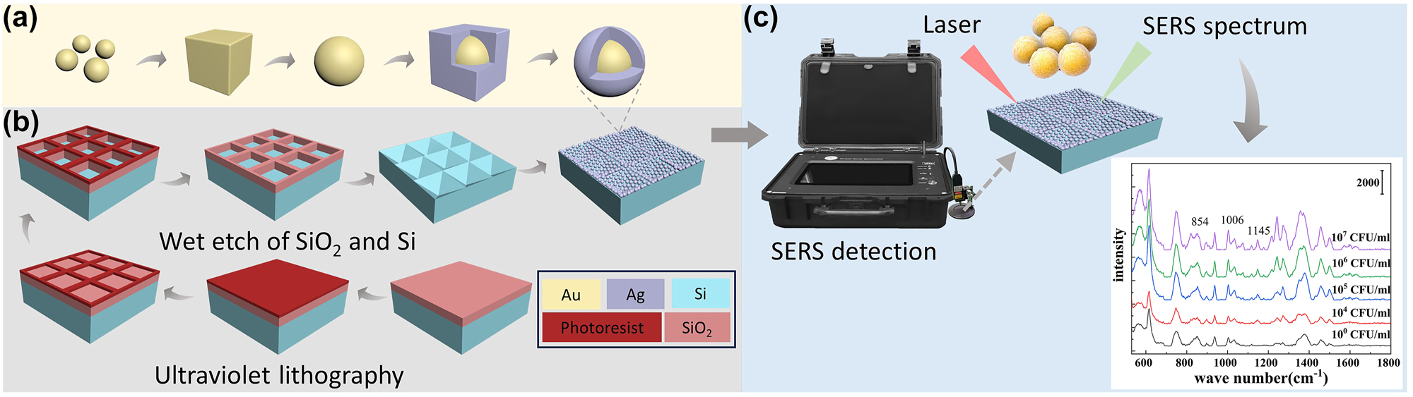 Figure 1:
The preparation of the Au@Ag NSs/PPSi SERS substrate and the SERS detection process. (a) Schematic diagram showing the structure and preparation of the Au-cored Ag-shell nanospheres. (b) Schematic diagram showing the preparation of the pyramidal pitted silicon substrates. (c) Schematic diagram showing the process of the SERS detection with Au@Ag NSs/PPSi SERS substrate.