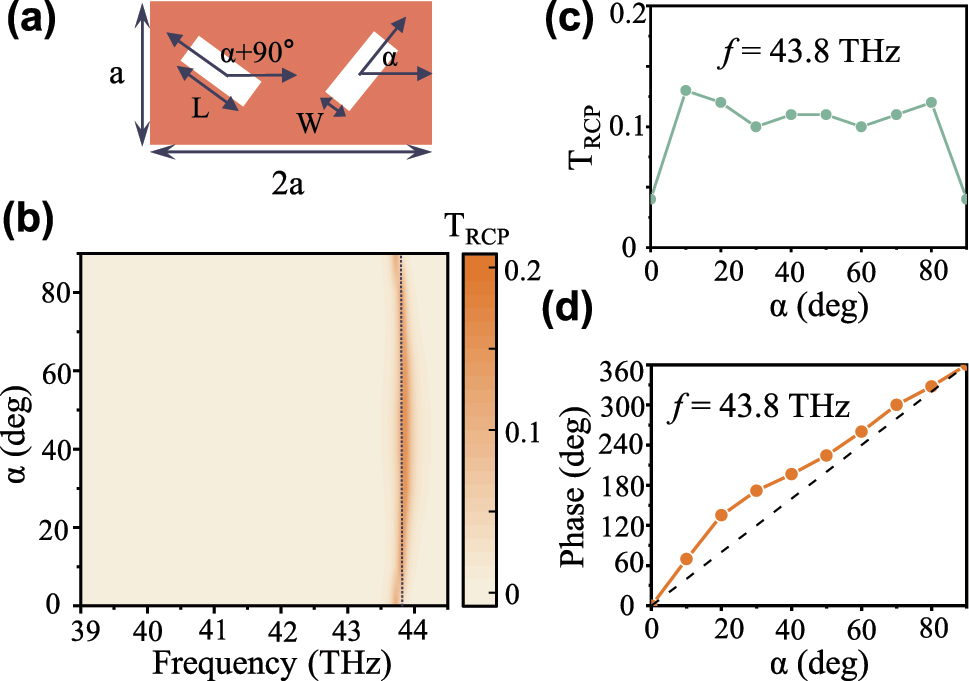 Figure 3: 
Demonstration of geometric phase relation for the designed non-local metasurface. (a) The dimerized meta-atom with rectangular apertures (L = 2 μm, W = 0.6 μm) etched in a VO2 thin film, where the period a = 2.5 μm, the thickness t = 0.8 μm. The rotation angle of the rectangular aperture is α. (b) Transmission spectra of RCP (T
rcp) with different rotation angles α. The corresponding amplitude (c) and phase (d) under different rotation angles at the resonant frequency (f = 43.8 THz). Here, the short black line is the reference line of 4α.
