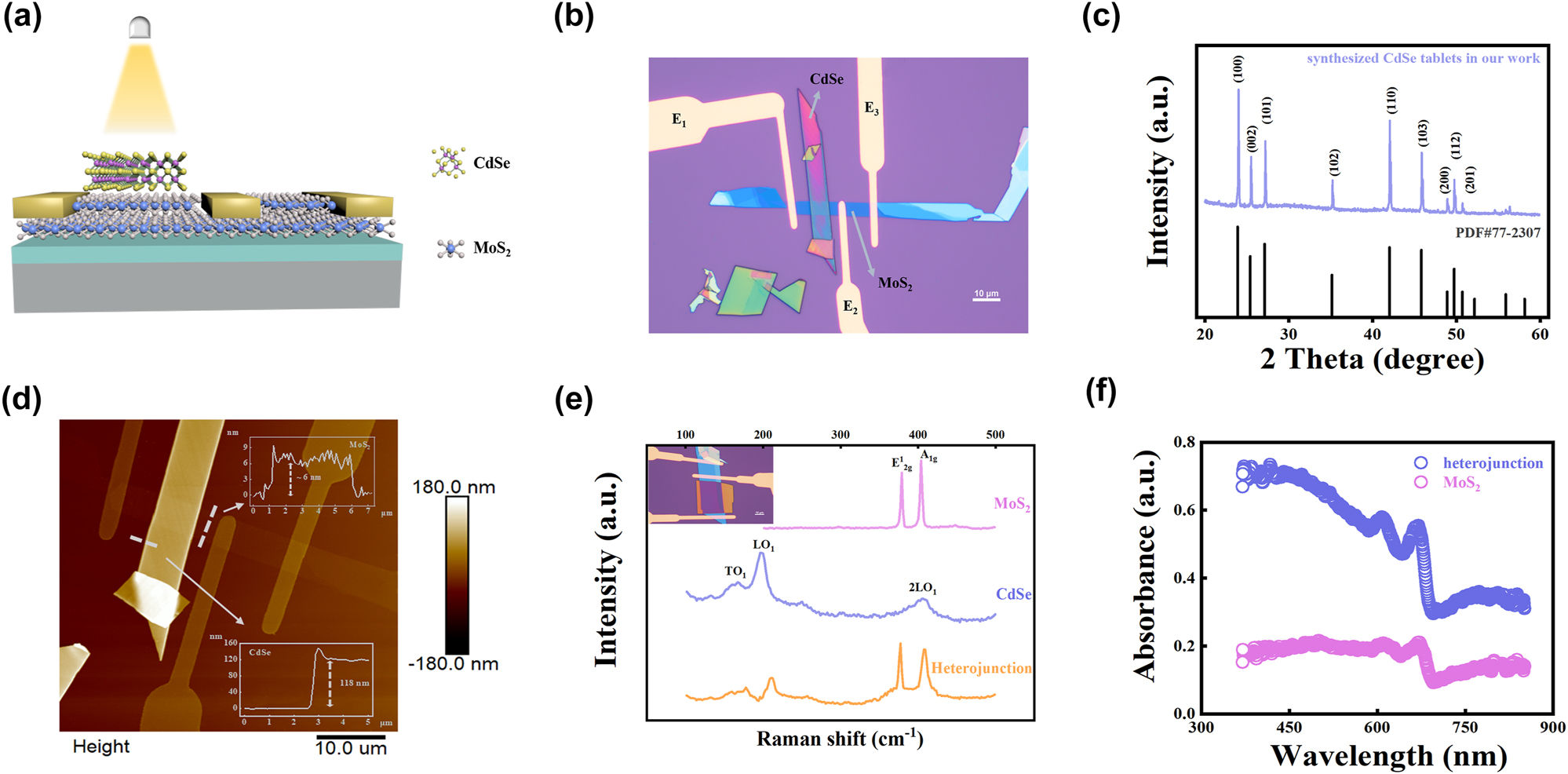 Figure 1: 
Design and characterization of CdSe/MoS2 device. (a) Schematic diagram of the CdSe/MoS2 vdWH device. (b) Optical microscopic image of the device. (c) XRD pattern of CdSe synthesized by PVD and comparison with standard card. (d) AFM image of CdSe/MoS2 device. (e) Raman spectrum of CdSe and MoS2 under 532 nm laser excitation. (f) UV–vis absorption spectra of MoS2 nanosheets, CdSe nanobelt, and CdSe/MoS2 heterojunction.
