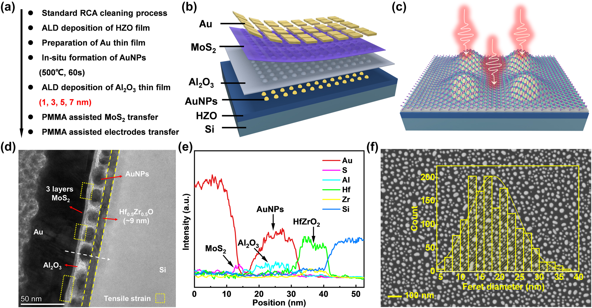 Figure 1: 
Fabrication process and microstructural characterization of the NC-LSPR phototransistor: (a) the preparation process; (b) schematic diagram and (c) atomic structure of the NC-LSPR-coupled phototransistor; (d) high-resolution TEM image of cross-section of the AuNPs/Al2O3/MoS2 stack; (e) line-scanning element distribution along the white dash line in (d) for Au, Mo, S, Al, Hf, Zr and Si; (f) scanning electron microscopy (SEM) image of the AuNPs, showcasing a normal distribution of diameter primarily concentrated at 15–20 nm.

