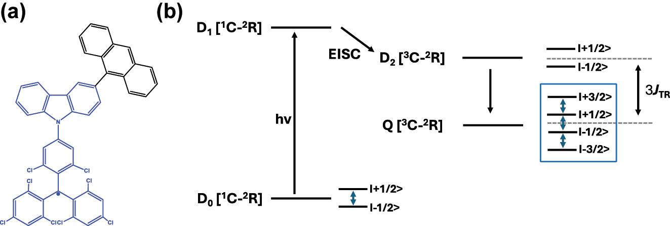 Figure 2: 
Chromophore-radical (C-R·)-based systems. (a) Structure of a chromophore-radical system in which optical polarization and readout of qubits have been demonstrated [33]. Radical bearing (tris(2,4,6-trichlorophenyl)methyl-carbazole) (TTM-1CZ) and anthracene chromophore are shown in blue and black, respectively. (b) Photophysical process involved in the C-R· system leading to the formation of the high-multiplicity quartet (Q) state. Excitation of the C-R· system into the D
1 state followed by enhanced intersystem crossing (EISC) leads to the formation of D
2 and Q states. In a strong external magnetic field, the D
2 and Q states are separated in energy by 3J
TR, where J
TR is the exchange interaction leading to polarization into the spin quartet state. Superposition states can then be created in the Q sublevels, represented in the figure by blue double-headed arrows, using MW pulses. Those can then be optically readout leveraging the population difference in the Q sublevels. Qubits based on D
0 state can also be obtained by taking advantage of the polarization transfer from the Q state to the D
0 state [34].
