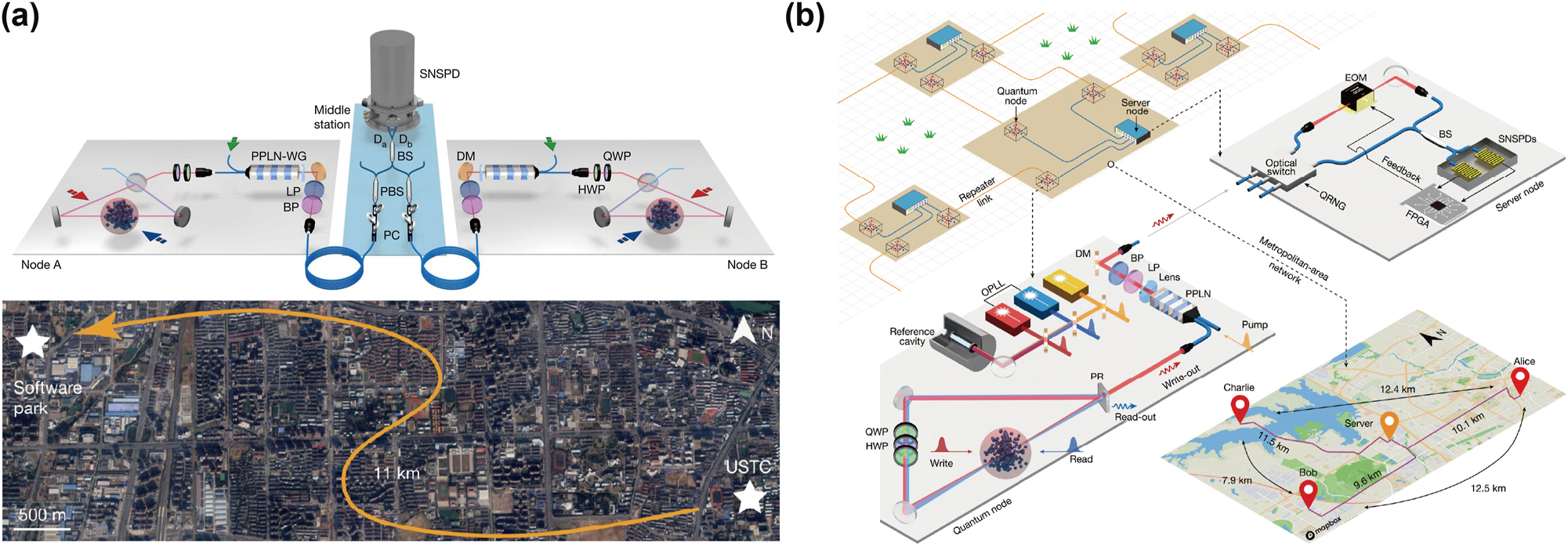 Figure 2: 
The state-of-the-art demonstration of quantum networks based on cold-atom ensembles. (a) Remote heralded entanglement between two cold atomic ensembles over a 22 km urban fiber loop, while both atomic ensembles are in the same location. Reproduced with permission [8]. Copyright 2020, Springer Nature. (b) Heralded entanglement between any two QMs in three spatially separated nodes. Reproduced with permission [11]. Copyright 2024, Springer Nature.
