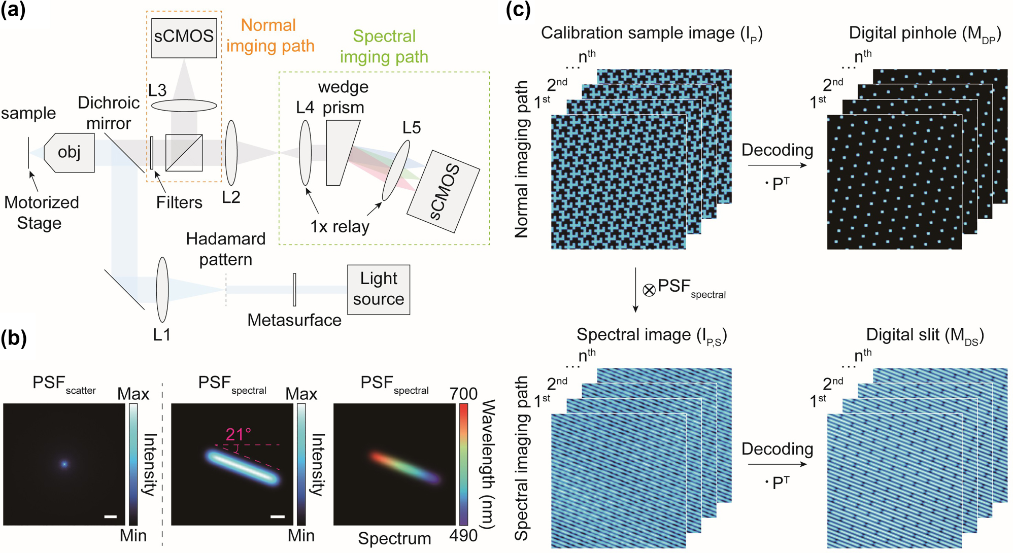 Figure 3: 
Virtual optical setup and calibration step of the proposed Hadamard microscopy. (a) Virtually designed optical setup for Hadamard microscopy. The normal imaging and spectral imaging paths serve as detection paths for optical sectioning and hyperspectral imaging, respectively. To conduct realistic simulations as close to actual conditions as possible, the virtual setup was designed based on the specifications of commercially available optical components. Additionally, details such as the magnification and NA used in the virtual design were utilized for imaging simulations. (b) Intensity the distribution of the scattering PSF (left), and the intensity d (middle) and spectral distributions (right) of the spectral PSF. Scale bars, 10 μm (left) and 5 μm (middle). (c) Calibration of the Hadamard microscope to define the digital pinhole and slit, which are utilized for optical sectioning and hyperspectral imaging, respectively. The circled cross and dot symbols represent convolution and dot product, respectively.
