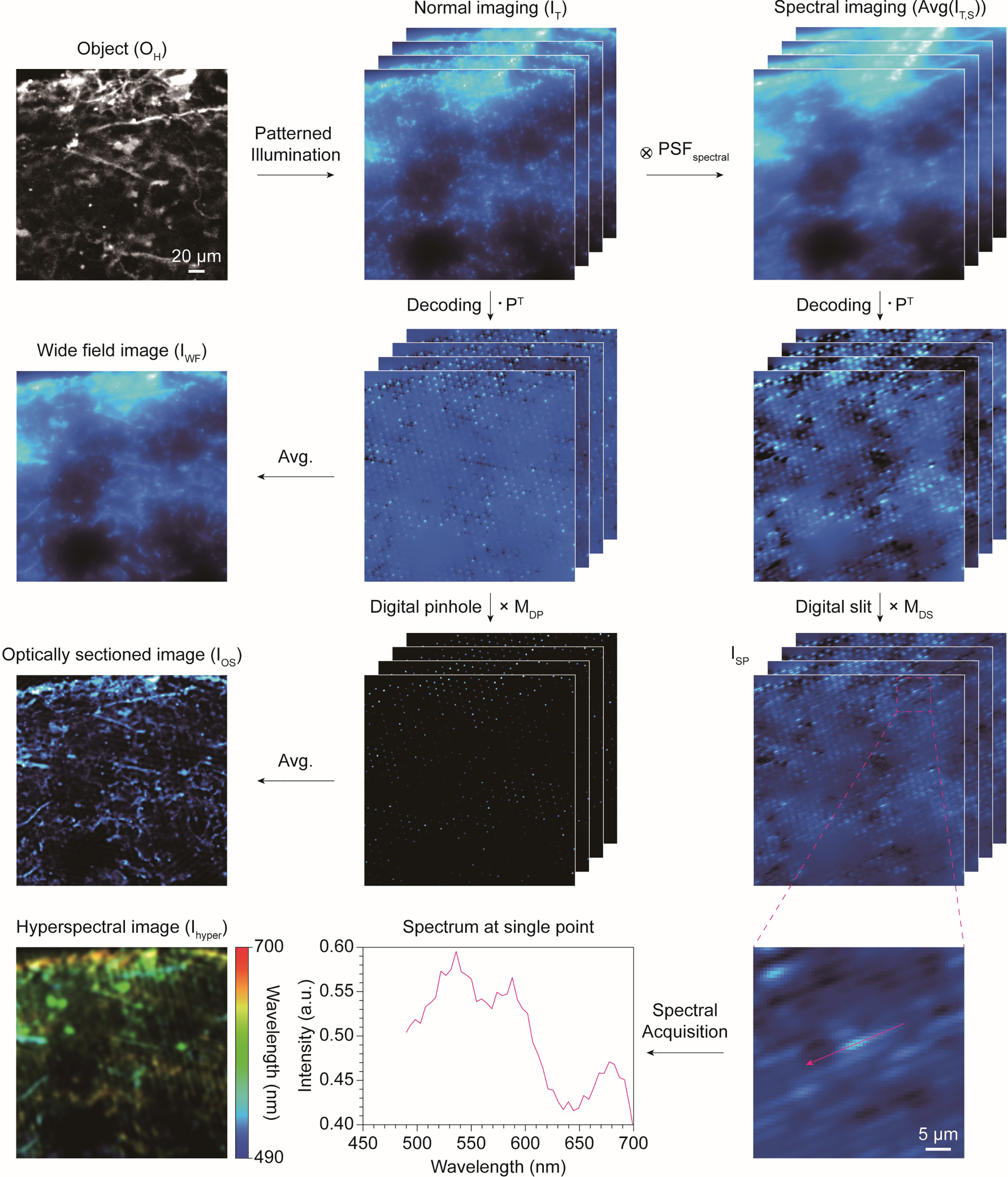 Figure 4: 
Image processing simulation of metasurface-based Hadamard microscopy. The imaging simulations are classified into optical sectioning and hyperspectral imaging. A 4-channel confocal microscopy image was used to create ground truth. For optical sectioning, we first simulated imaging in a scattering environment under Hadamard illumination. After decoding, a simple average produces a blurred wide-field image, whereas an optically sectioned image is obtained by performing element-wise multiplication with digital pinhole before averaging. In contrast, hyperspectral imaging includes the convolution of the spectral PSF. After decoding and multiplying the digital slit, a spectrally dispersed image is obtained. The hyperspectral image was reconstructed by gathering the spectral information distributed along with the digital slit. The circled cross and dot symbols represent convolution and dot product, respectively.
