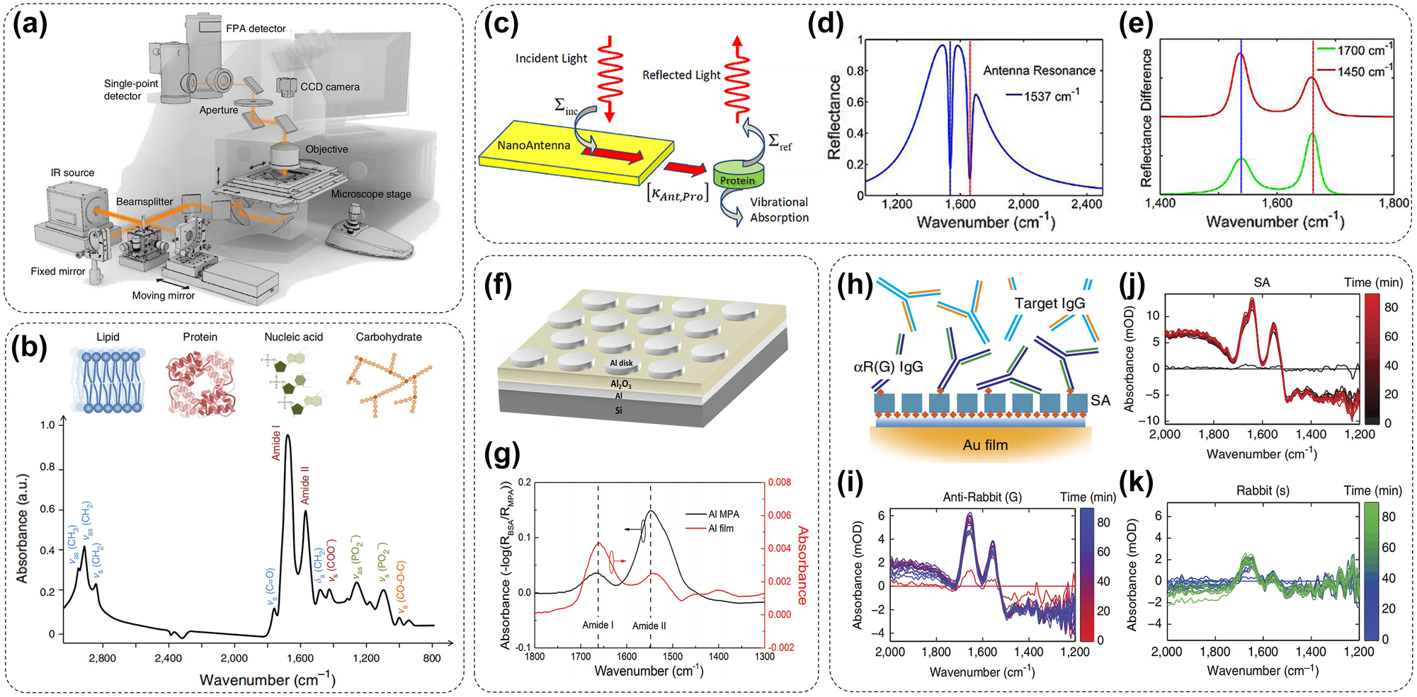 Figure 2: 
Metasurface for IR imaging in biomolecules. (a) Schematic of IR-imaging spectrometer [52]; (b) a representative IR spectrum displayed peak assignments for biomolecular vibrations within the range of 3,000 to 800 cm−1, categorizes these peaks according to stretching vibrations (ν), bending vibrations (δ), symmetric vibrations (s), and asymmetric vibrations (as) [53]. (c) The nonequilibrium Green’s function formalism describes the incident light-driven antenna and its coupling with the protein load. (d) The model replicates lines based on antenna resonance (offset) with the amide-II band (1,537 cm−1). (e) Difference spectrum of a resonantly tuned antenna [54]. (f) Diagram illustrating the Al metamaterial perfect absorbers (MPA) in a typical MIM configuration and (g) the absorption spectra comparison of BSA adsorbed onto Al MPAs (depicted in black) versus Al planar film (depicted in red) [55]. (h) Scheme illustrating the measurement of protein-binding interactions. A series of spectrograms were used to show (i) SA coating and enrichment efficiency for (j, k) two different IgG [56].
