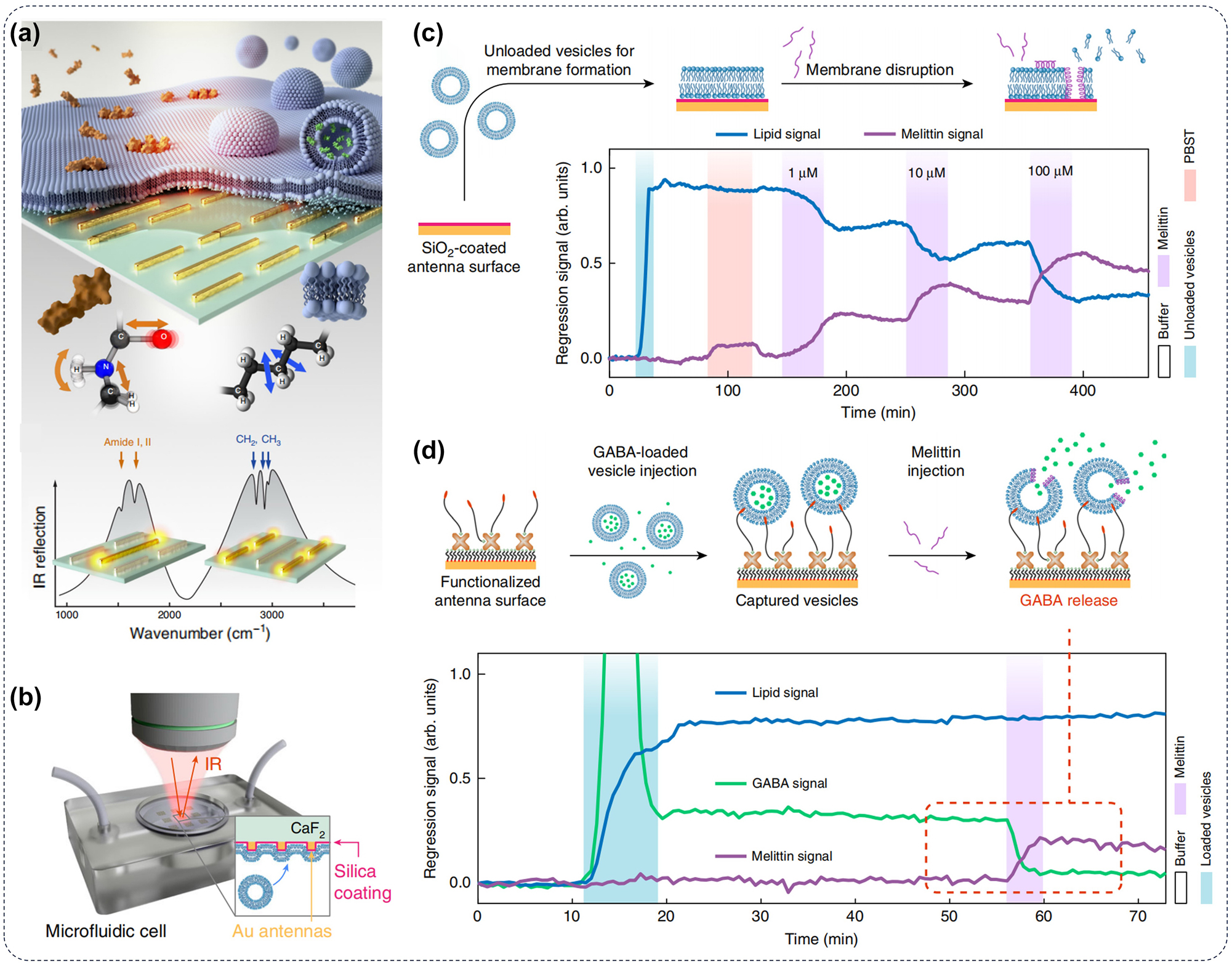 Figure 3: 
Metasurface for IR imaging of lipid structure. (a) Antenna resonance positions can serve as a label-free nanophotonic biosensor for differentiating absorption changes induced by lipids and proteins in biological samples; (b) schematic representation of phospholipid bilayer detection by IR spectroscopy; (c) the interaction of melittin with a supported lipid bilayer and the subsequent disruption of the membrane caused by increasing concentrations of melittin (1, 10, and 100 µM) are observed via IR spectroscopy; (d) an illustration outlines the experiment for vesicle cargo release, which observed by metasurface, along with time-resolved linear regression signals depicting three key biological components: lipids, GABA, and melittin [69].
