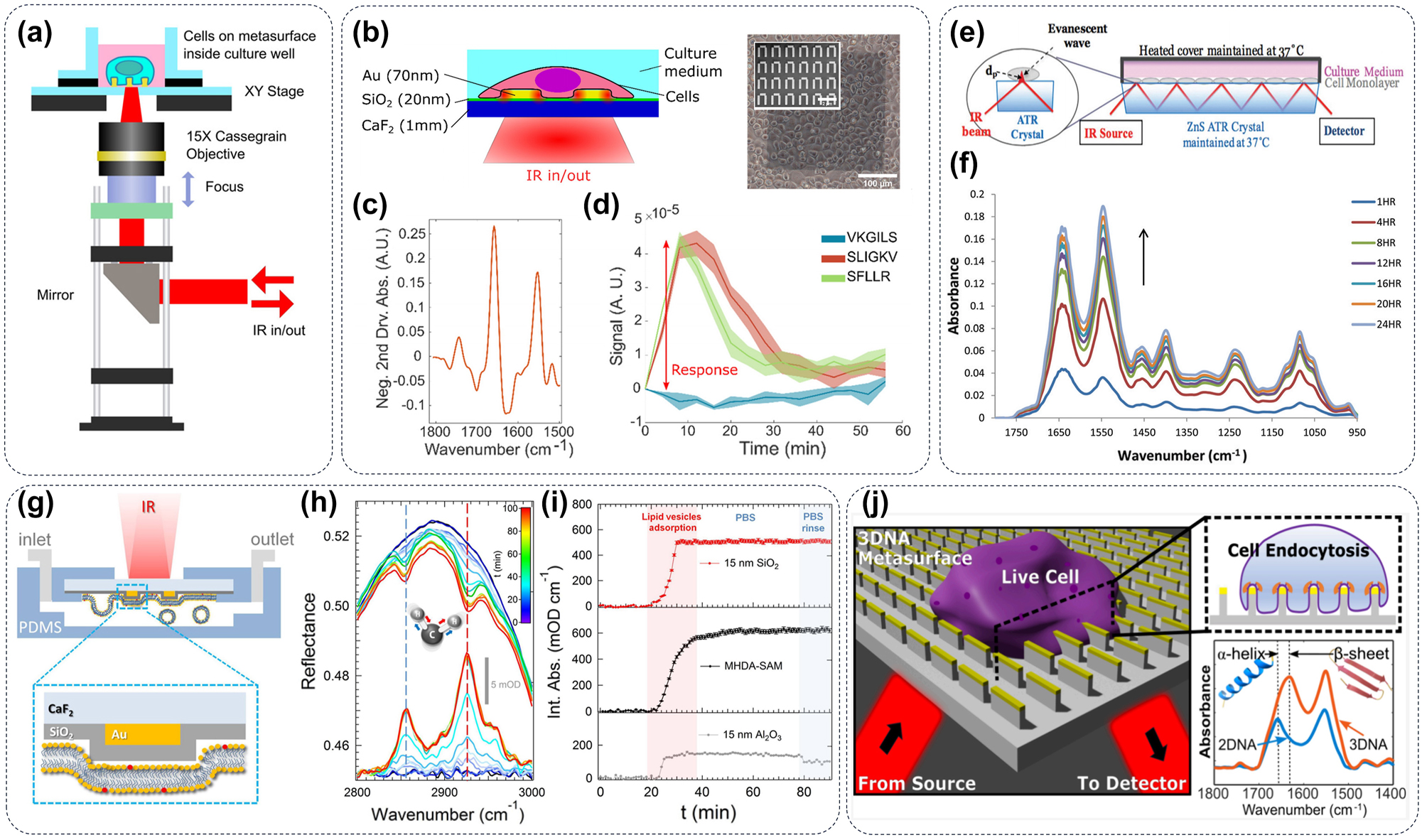 Figure 4: 
Metasurface for IR imaging of live cells. (a) Schematic drawing of the light path diagram for in vivo imaging of cells by infrared spectroscopic microscopy [72]. (b) Cells can efficiently adhere to the metasurface substrate, and (c) the signal amplification of the metasurface can facilitate the SEIRA measurement cellular response to (d) the activation of PAR1/PAR2 receptors by three synthetic peptides [72]. (e) A schematic diagram illustrates the multireflection ATR-FTIR measurement setup and (f) a representative set of ATR-FTIR spectra obtained from live MDA-MB-231 cells after a 24-h seeding period [73]. (g) A schematic representation depicting the fluidic chamber and experimental setup during measurements. The yellow and red phospholipid headgroups signify DOPC and Texas RED DHPE, respectively. (h) The vertical dashed lines indicate the spectral positions of the symmetric (depicted in blue) and asymmetric (depicted in red) CH2 stretching modes and (i) the significant differences in the adsorption efficiency of phospholipids on different materials [79]. (j) IR spectroscopic detection of protein (including clathrin and AP-2 complex) conformational changes during clathrin-mediated endocytosis assisted by metasurface [42].
