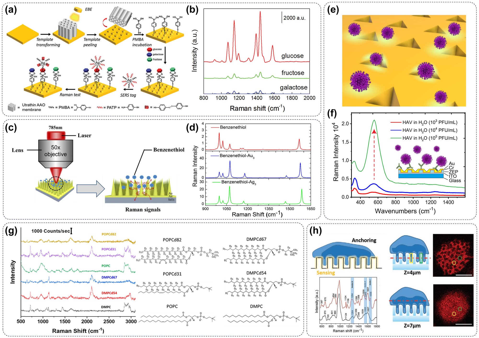 Figure 5: 
Metasurface for SERS imaging in biomolecules. (a) Schematic diagram of a classic metasurface structure for SERS detection and (b) its application in monosaccharide identification [43]. (c) Illustration of experimental advancements in SERS utilizing a microcone-based plasmonic metasurface for enhanced performance. (d) The elemental composition of the metasurface is optimized to obtain the strongest SERS signal [91]. (e) Schematic diagram of the inverted pyramid metasurface construction and (f) its application in label-free SERS technique for HAV virus concentration identification [92]. (g) Lipid adsorbed on a metasurface can be precisely analyzed for its molecular composition by SERS [93]. (h) A schematic representation of the nanopillar-based Raman optical detection platform facilitating deformation in the cell membrane and nucleus. This design enlarges the contact area between the metasurface and the cell and obtains a stronger SERS signal of the cell membrane [94].
