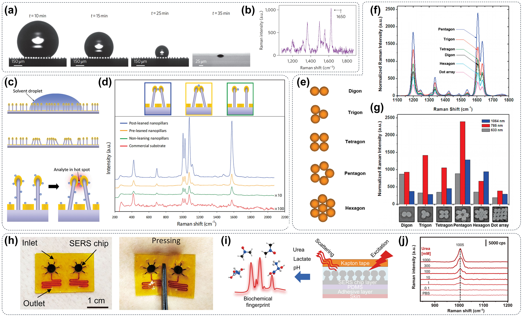 Figure 6: 
Flexible metasurface for SERS detection. (a) During the volatilization process, the droplet is gradually condensed to a very small area on the metasurface via surface tension and (b) the high concentration of the residual substance in the liquid improves the signal intensity of SERS [96]. (c) The scheme depicts the process of droplet evaporation, and the surface tension of the aqueous solution promotes the formation of new hot spots on the flexible metasurface structure and enhances the intensity of the SERS signal. (d) The Raman spectra revealed that the inclined nanopillars exhibit significantly greater Raman enhancement compared to the noninclined nanopillars [97]. (e) Diagrammatic representations of polygonal assemblies using nanospheres for the different shapes. (f) Normalized Raman spectra of trans-1,2-bis (4-pyridyl)-ethylene for different shapes. (g) Comparison of the normalized intensity of the Raman signal at 1,600 cm−1 excited at 633, 785, and 1,064 nm [99]. (h) The as-prepared microfluidic SERS sensor attached to the skin exhibits good flexibility. (i) Schematic of multi-SERS analysis based on the microfluidic plasmonic device. (j) SERS spectra of different concentrations of urea in a label-free manner [103].
