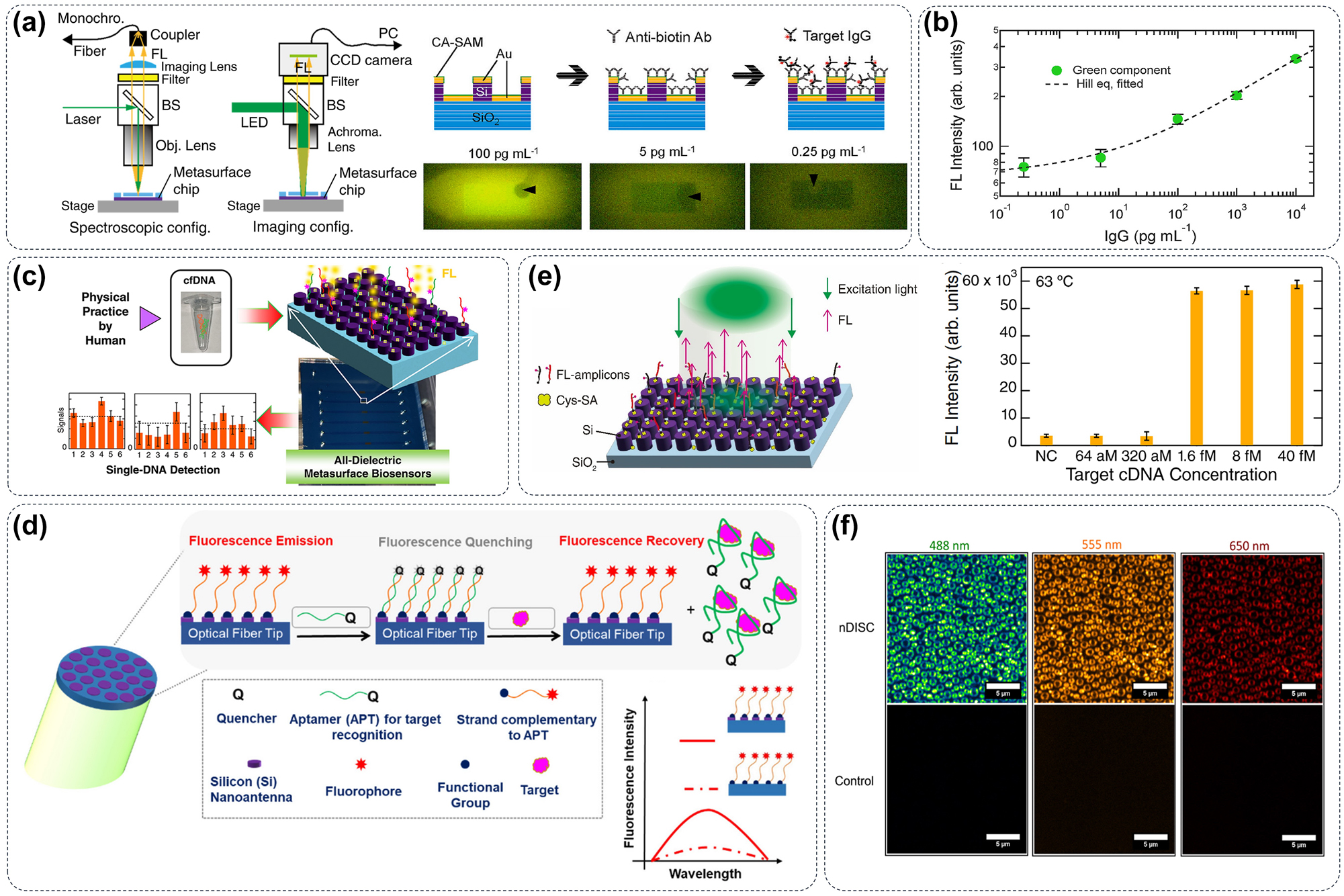 Figure 7: 
Metasurface materials can enhance fluorescence signals. (a) Light path diagram of classical fluorescence spectrum detection and schematic diagram of metasurface structure applied to fluorescence signal enhancement [122]. (b) The fluorescence enhancement effect is mediated by the metasurface material to realize the linear detection of the concentration of disease markers at the picogram level [123]. (c) The metasurface controlled the self-assembly of DNA probes on the surface, thus realizing the trace detection of cfDNA-related disease markers [124]. (d) Through the precise regulation of fluorescence quenching and enhancement, the metasurface structure can realize the synchronous detection of nucleic acid and protein [125]. (e) The metasurface structure can assist fluorescence spectroscopy to quickly realize attomolar detection of SARS-Cov-2 [126]. (f) A broadband fluorescence-enhancement factor of Al-based metasurface can realize the detection of a plurality of disease markers (in different fluorescence channel) at the same time [44].
