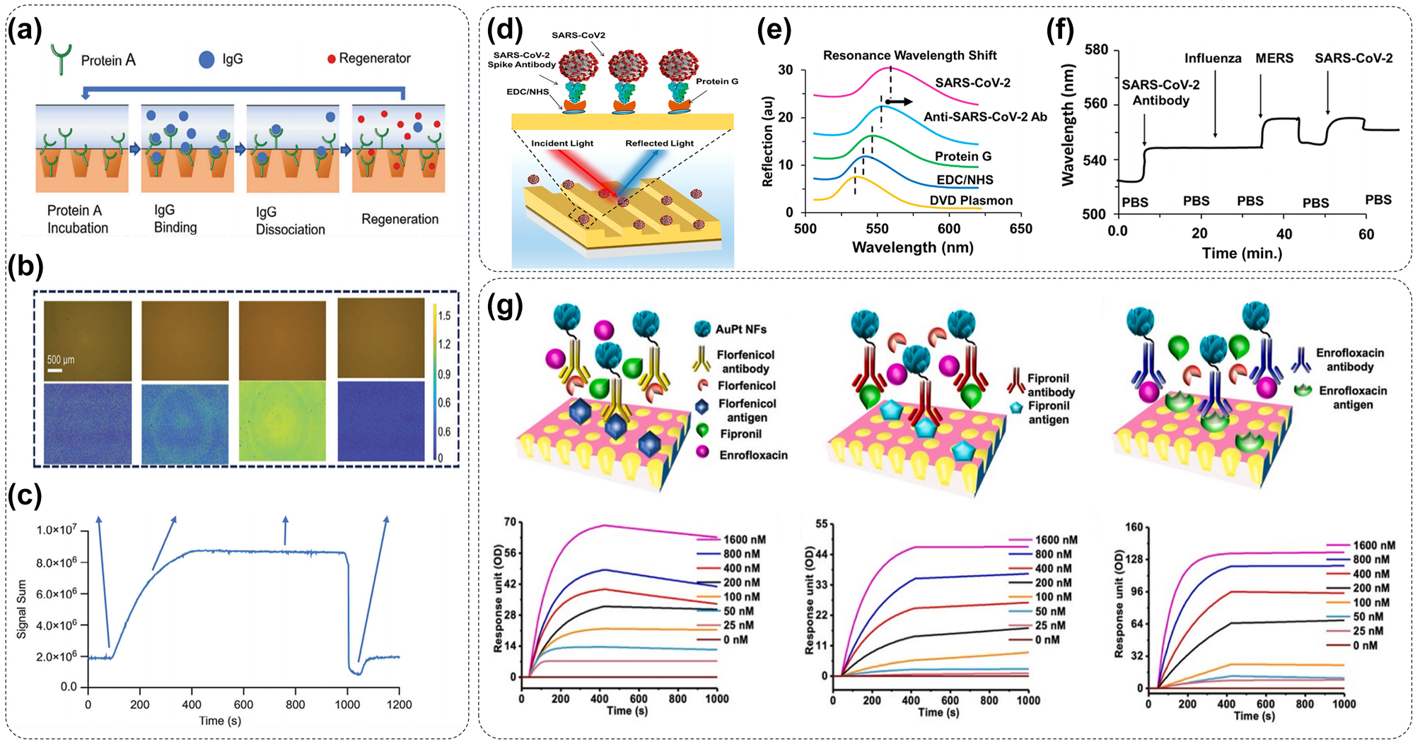 Figure 10: 
SPR biosensors of metasurface. (a) A graphical representation of the protein A-IgG kinetic experiment outlines four distinct phases: baseline, binding, dissociation, and regeneration. (b) Representative images illustrate the four phases of the experiment along with their corresponding signals. (c) A standard graphical representation shows the signal sum and the associated images [148]. (d) Schematic diagram of SPR-based metasurface for SARS-CoV-2 detection. (e) The operational principle of the proposed sensor relies on shifts in resonance wavelength resulting from molecular binding events, (f) enabling the differential identification of SARS, MERS, and influenza based on both specific and nonspecific interactions [149]. (g) A biosensor based on gold-platinum nanoflowers coupled with metasurface plasmon resonance is designed for multiplexed real-time detection of small molecules, such as florfenicol, fipronil, and enrofloxacin [150].
