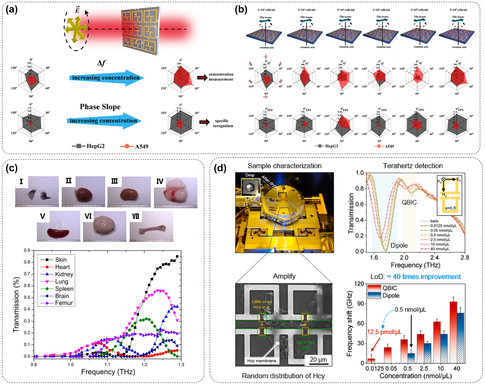 Figure 11: 
THz biosensors of metasurface. (a) Schematic representation of metasurface biosensor platforms: THz waves penetrating devices with cultured cancer cells. (b) The various types of cells can be distinguished by the difference of Δf and fitted phase slope after being incubated on the substrate surface formed by the metasurface and irradiated by the THz sensor [161]. (c) The significant differences in THz absorption spectra of different mice organs [162]. (d) The qBIC within metasurfaces presents a viable platform for achieving robust in-plane light–matter interactions and offers promising prospects for the development of highly sensitive biosensors. Based on the statistical analysis, frequency shifts were extracted and compared between qBIC resonance and dipole resonance, revealing a direct LOD of 12.5 pmol/μL for qBIC resonance [163].
