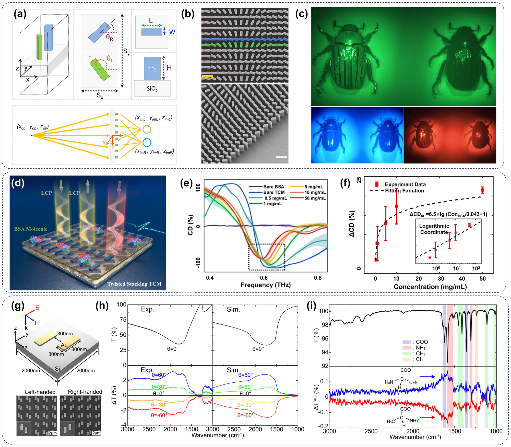 Figure 12: 
Chiral biosensors of metasurface. (a) Design and fabrication of the multispectral chiral lens (MCHL). The lower schematic diagram is provided to explain the imaging principle of MCHL where LCP and RCP light from the same object. (b) The top and side views of the metasurface structure. Scale bar: 600 nm. (c) The beetle imaging with MCHL [168]. (d) A schematic representation of the effortlessly crafted twisted stacking TCM designed for rapid biosensing. (e) Rapid detection of the concentration of BSA in solution via the enhancement of TCM. (f) Relation between ΔCD with the different concentrations of BSA solution. Insets denote responses plotted in logarithmic coordinates [169]. (g) Schematic and SEM pictures for design and fabrication of the gold nanorod-formed metesurfaces. (h) IR characterization of the metasurface. (i) Distinguish between D- (red) and L-alanine (blue) by super-chiral vibrational spectroscopy in the metasurfaces [170].
