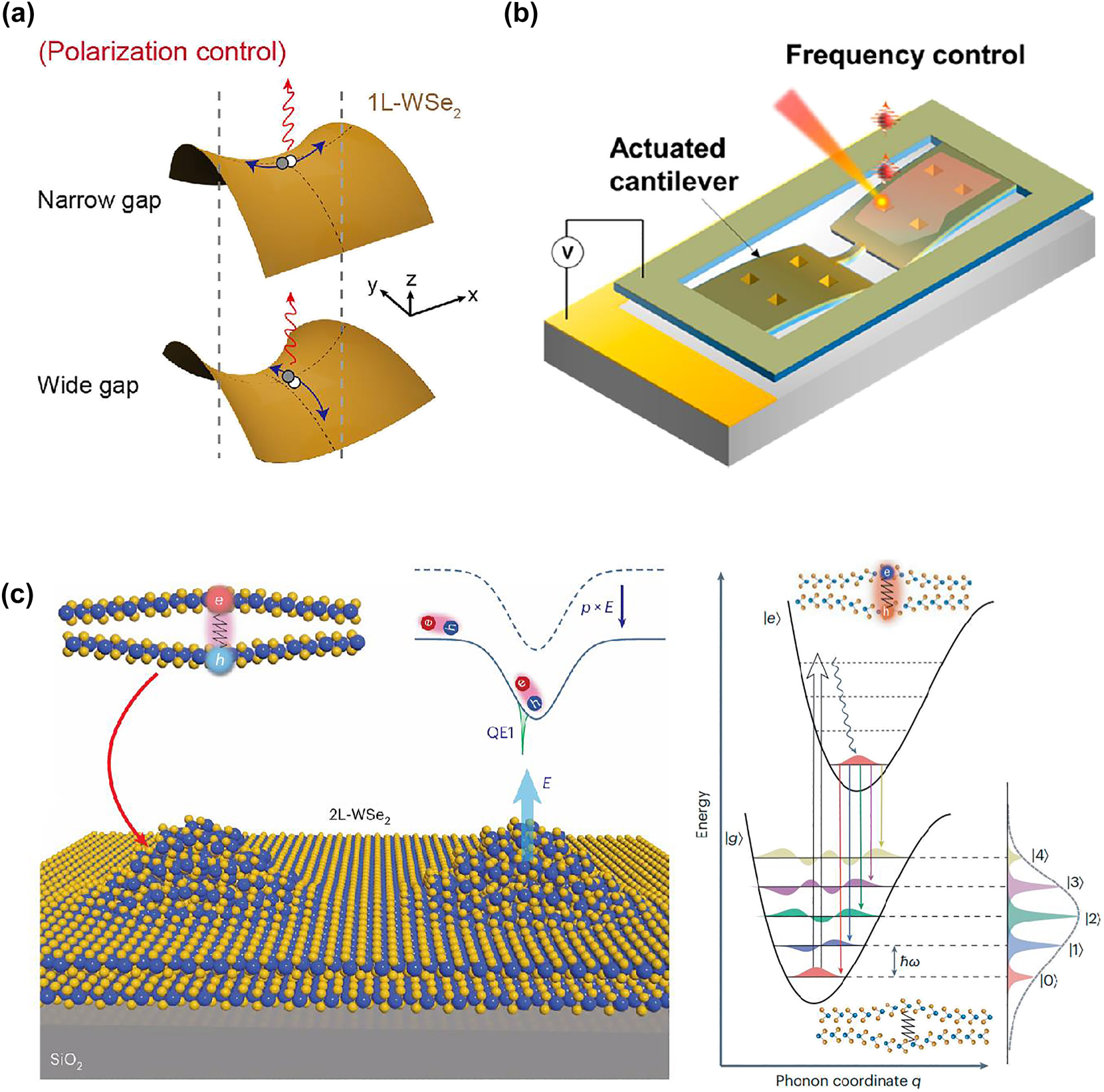 Figure 3: 
Tuning the emission properties using strain-engineering. (a) Schematic of the polarization control of QEs using a nanogap structure. The size of the nanogap affects the strain directions of a monolayer WSe2, and the exciton oscillation is formed elongated along this direction. (b) Schematic of strain-controlling platform based on actuated microcantilever. Actively controlled strain via voltage actuation tunes the emission frequency. (c) Schematic of the electrically tunable phonon–photon coupling in strain-engineered QEs in bilayer WSe2. The interlayer exciton with vertical dipole moment and breathing-mode of phonons interact each other, resulting in direct modulation of the emission energy. The energy level diagram shows the phonon replica lines corresponding to the coupling between a single interlayer exciton and single-phonon modes that are colocalized in the QE. Reproduced with permission from Refs. [55], [95], American Chemical Society (a and b), and Ref. [97], Nature Publishing Group (c).
