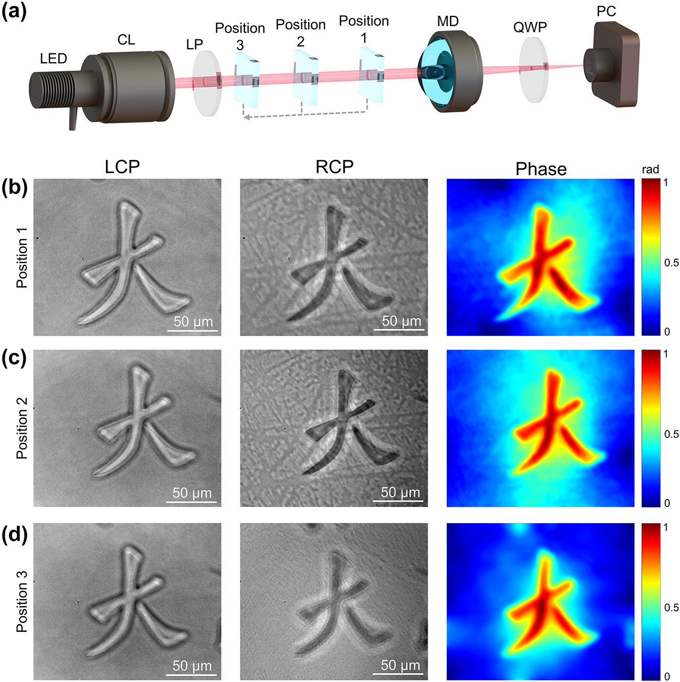 Figure 4: 
Experimental setup and the TIE phase retrieval results at different position (a) Experimental set up for three objects with different distances. CL: Condenser Lens; LP: Linear Polarizer; Position 1–3 is the object moved to the corresponding position; MD: Meta-device; QWP: Quarter-wave Plate; PC: Polarized Camera. (b,c,d) The object is moved to the position 1 to 3, respectively. The left column is the overfocused images with LCP images. The mid-column is the underfocused image with RCP. The right column is the phase image.
