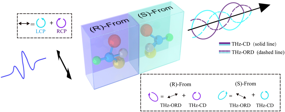 Figure 6:
Simplified diagram of the basic principle of THz-ORD and THz-CD measurements includes the process of changing the polarization state. The THz wave is linearly polarized before interacting with a chiral sample. THz-ORD describes the difference in the propagation speeds of left- and right-circularly polarized light, whereas THz-CD refers to the difference in light absorption between these two polarizations.